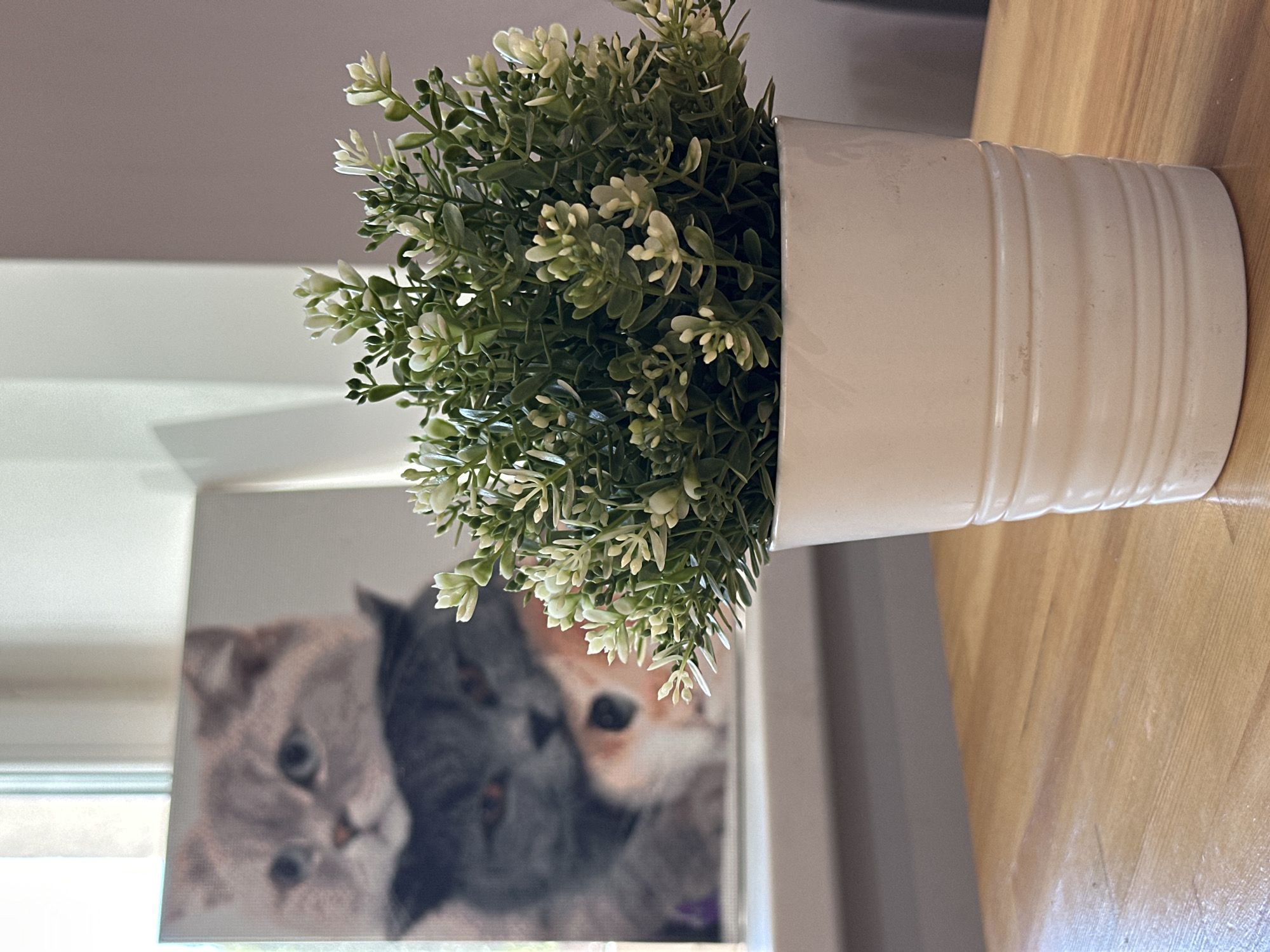 A close-up, low-angle shot features a potted green plant with small white flowers in the foreground. The plant is in a ribbed white pot and sits on a light-colored wooden table. In the blurred background, a framed picture of two cats is visible. The cat in the foreground of the picture is gray and white, with blue eyes, and appears to be looking directly at the viewer. The cat behind it is dark gray with orange eyes. The picture rests on a windowsill with a pale light filtering through from the left. The environment appears to be indoors, possibly a room in a house or a cafe. The image does not provide any specific information about the city of Baltiysk, Russia.