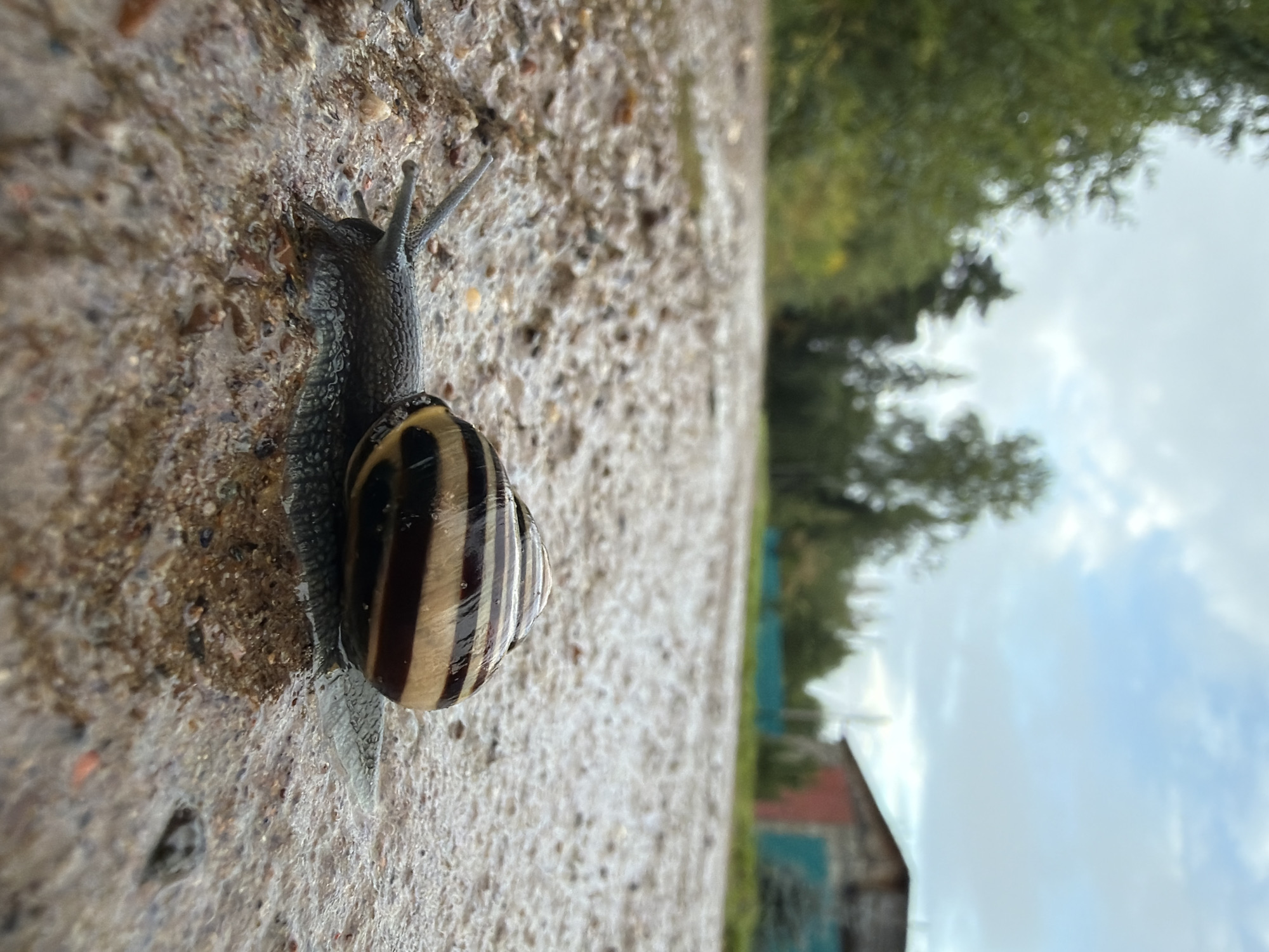 A close-up, low-angle shot captures a striped garden snail moving across a wet, gravelly path. The snail's shell displays alternating bands of brown and cream. Its dark body is visible, with two eye stalks extended forward. The ground appears damp, with small puddles reflecting the overcast sky. In the blurred background, trees line the path, leading towards a red building with a dark roof and a turquoise fence. This scene is located on a dirt road in Chaikovsky, Russia.