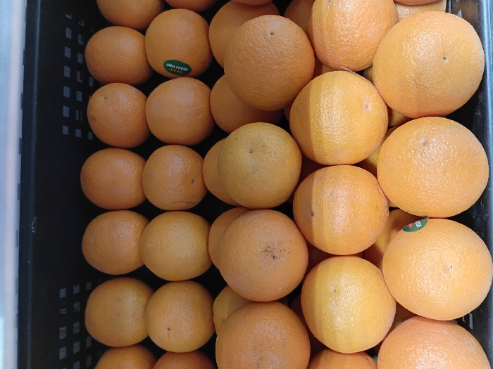 An overhead, close-up view depicts a large quantity of oranges uniformly arranged in rows within a dark, likely black, perforated plastic crate. Approximately 40 to 50 oranges are visible, each exhibiting an orange hue with minor surface variations and small dark spots. Two distinct oranges feature small, oval-shaped green stickers with white text: one sticker is located on an orange in the second row from the top, positioned towards the right side of the frame, and the other is on an orange in the bottom visible row, situated towards the left. The text on both stickers is partially legible, appearing to be "JAFFA FRESH". No individuals, actions, or interactions are present. The scene represents a commercial display of produce, consistent with a market or retail setting in the city of Mlolongo, Kenya.