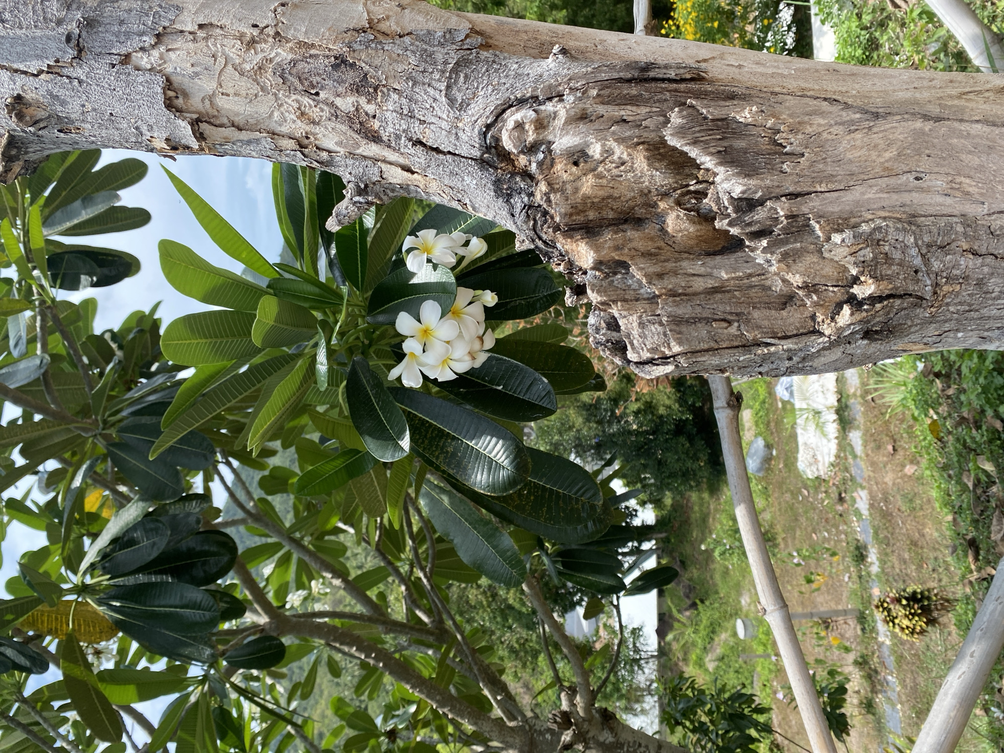 The image depicts a cluster of white and yellow plumeria flowers with large green leaves growing near a weathered tree trunk in Baan Kai, Thailand. The tree trunk occupies the upper portion of the image, while the plumeria flowers and leaves are positioned below and to the left of it. Beyond the flowers and tree, there is a glimpse of the surrounding environment, including other trees, greenery, and a ground surface with a path. The scene is captured outdoors in daylight.