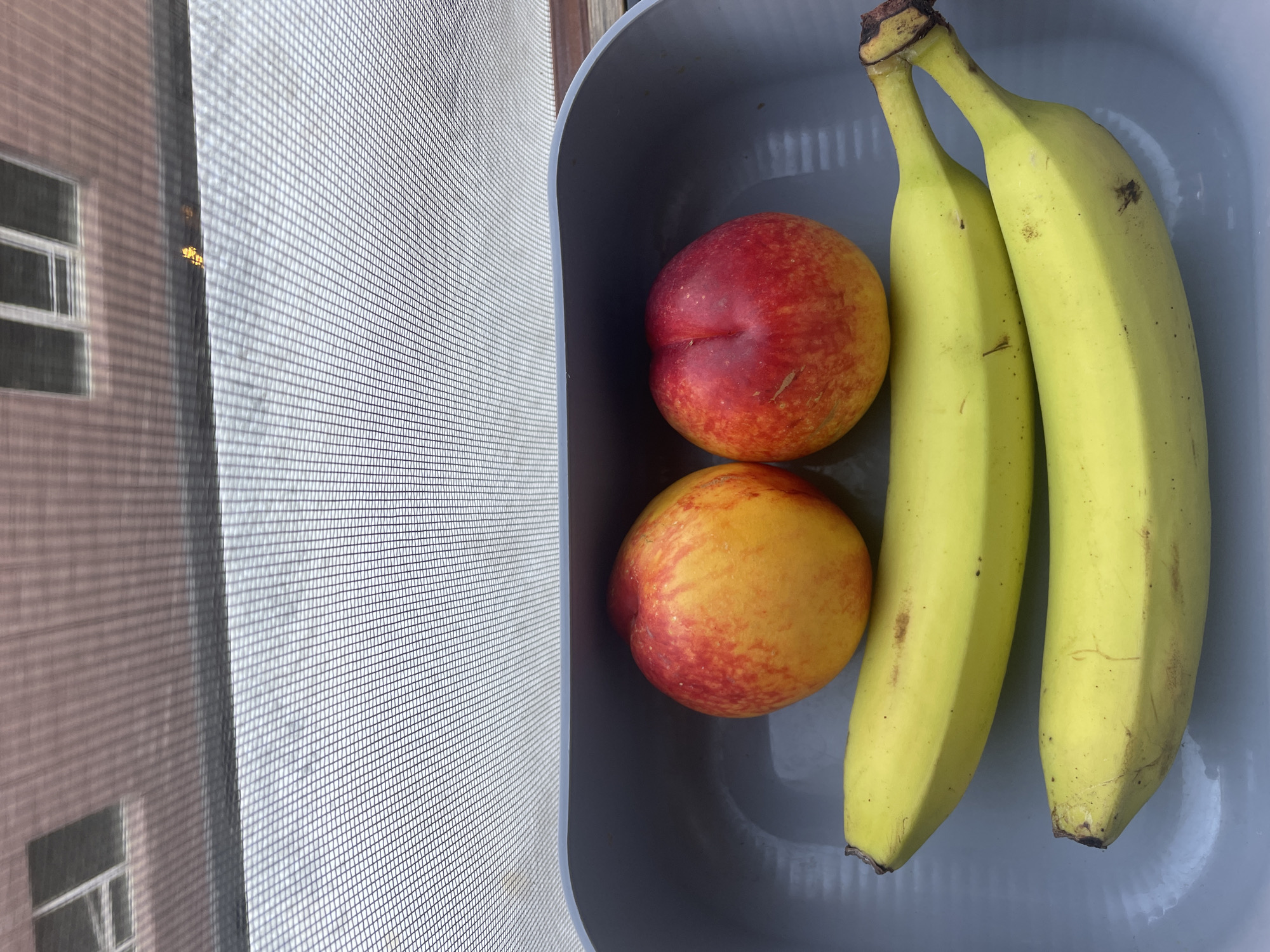 The image shows two nectarines and two bananas in a grey plastic container. The nectarines are on top, and the bananas are below them. The container is placed in front of a window with a screen. The window overlooks a brick building with windows. The scene is indoors, suggesting it is likely in an apartment or house. There are no people in the image, and no actions or interactions are taking place. The lighting appears to be natural light coming from the window. The location in Kadıköy, Turkey, is not visually evident from the image itself, but the provided context states it.