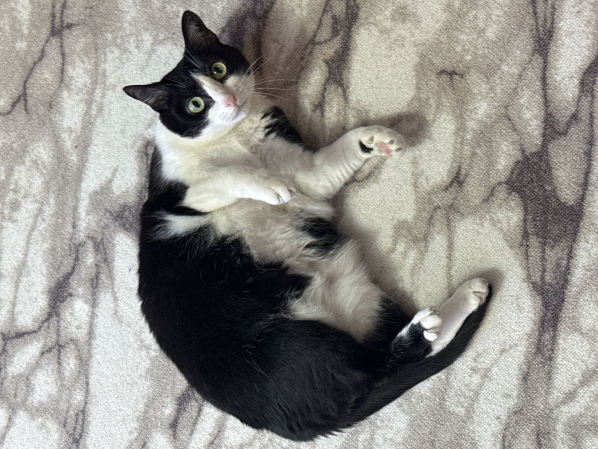 A black and white cat lies on its back on a mottled gray and white carpet. The cat's head is tilted, and it looks directly at the viewer with green eyes. One white paw is raised. The cat's underbelly is white, and its tail is curled around its body.