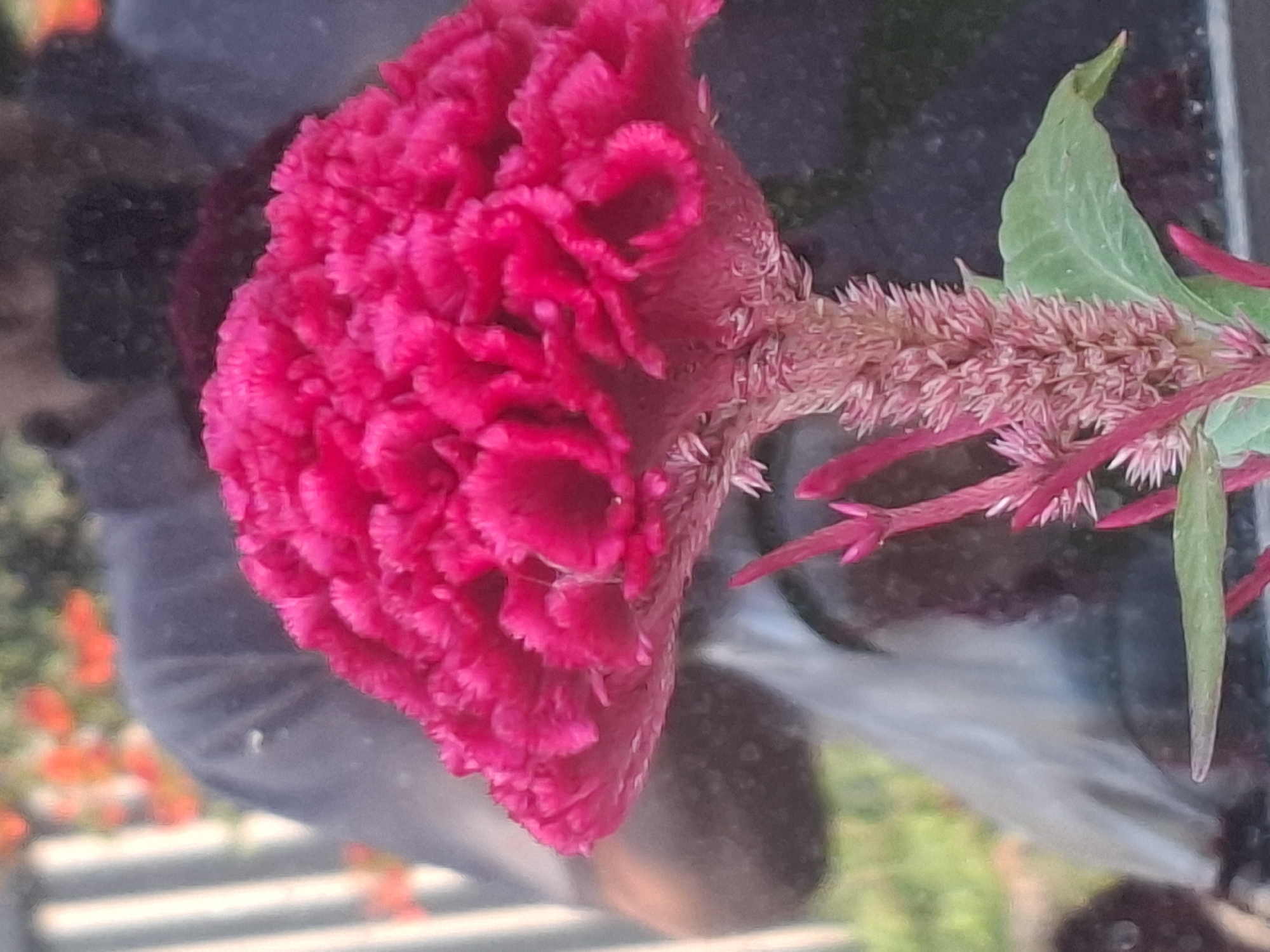 A close-up, slightly blurred, vertical shot focuses on a bright pink cockscomb flower. The flower has a ruffled, velvety texture with intricate folds. Below the flower's head, a slender stem with small, developing buds and a single green leaf is visible. The background is a dark, out-of-focus reflection, suggesting the image was taken near a window or polished surface. Within the reflection, parts of a person wearing a dark shirt are discernable, along with indistinct vertical lines that could be part of a fence or railing. The overall impression is that of an outdoor setting, possibly a garden or park in Almaty, Kazakhstan, where the flower is in bloom.