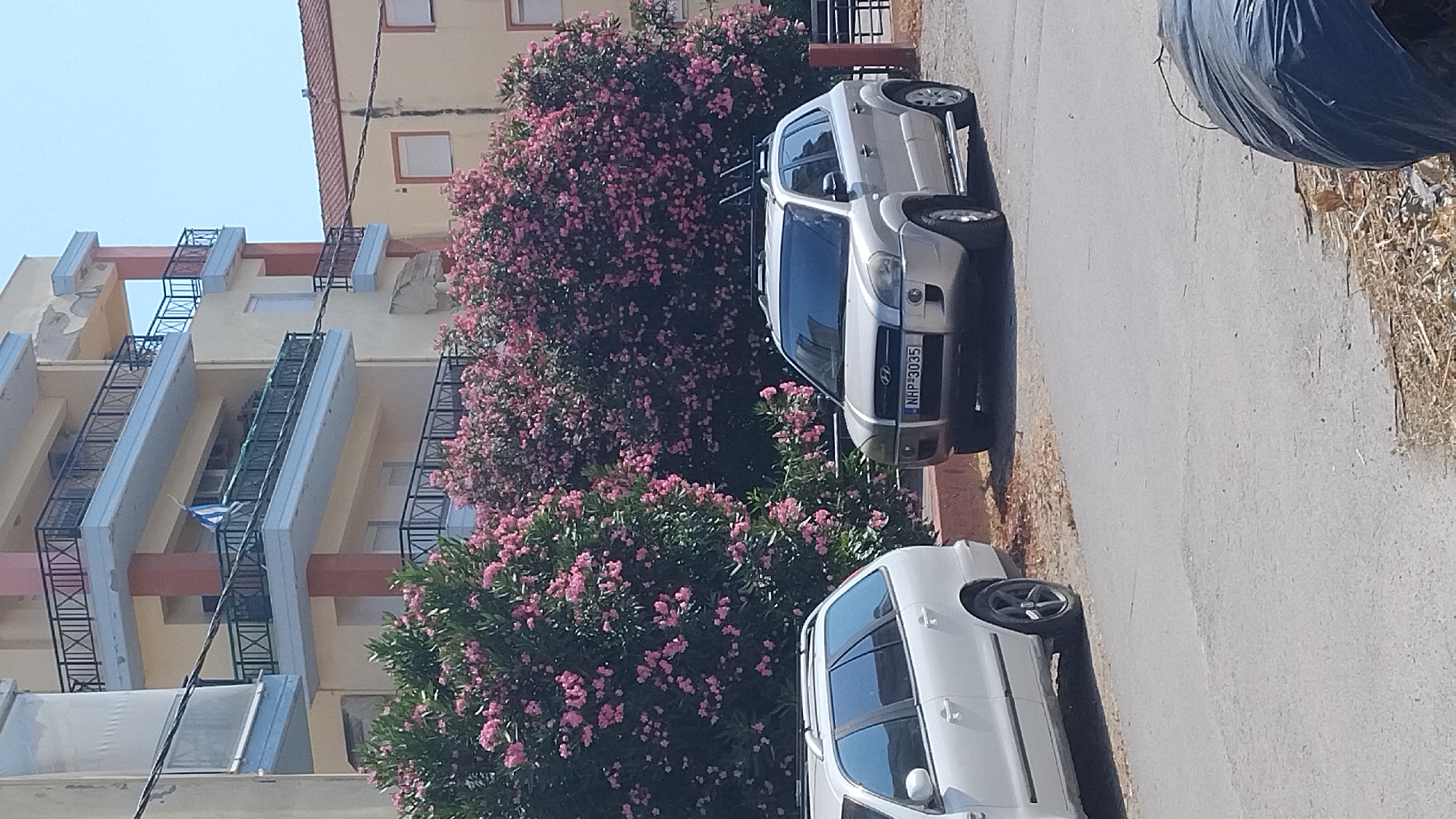 The image depicts a street scene in Perea, Greece, bathed in daylight. Two cars are parked on the right side of a paved road, with a large bush in bloom with pink flowers situated between the road and a building.
The building on the left is a multi-story structure with light-colored walls and balconies featuring metal railings. A Greek flag is visible on one of the balconies. The architecture suggests a residential or commercial building.
The cars are a silver SUV, possibly a Hyundai, with the license plate "NHP-3035" clearly visible, and a white car parked behind it, partially visible. The silver SUV has a roof rack. The bush with pink flowers is lush and abundant, indicating it is likely spring or summer. The ground beside the road is dry and covered with sparse vegetation and some debris, suggesting a warm climate. A large, dark blue, tarp-covered object is also present on the right side of the road, its purpose unclear. The overall impression is a tranquil, sunlit day in a Greek town.