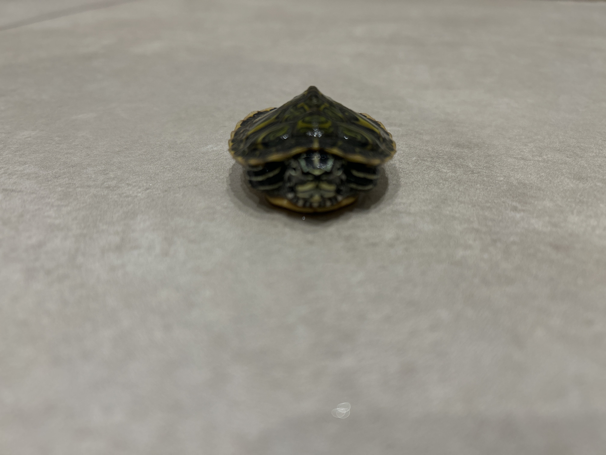 A small turtle is positioned in the center of the image on what appears to be a light-grey tile floor. The turtle's head is facing the camera, and its shell is dark green with yellow markings. The location cannot be determined from the visual information provided.