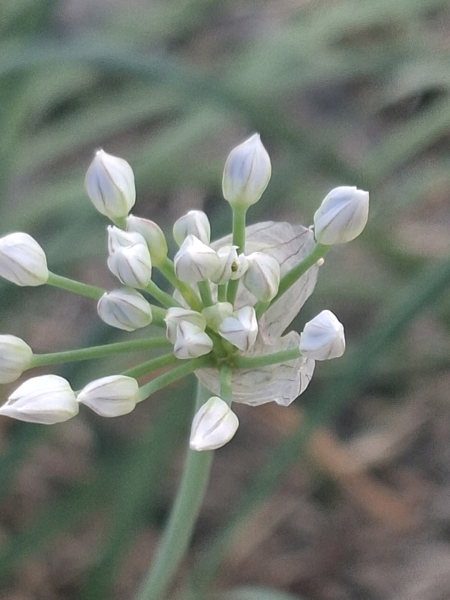 The image shows a close-up, vertical shot of a cluster of white flower buds, likely from an ornamental onion plant (Allium). The buds are tightly packed in an umbel formation at the top of a green stem. Each bud is teardrop-shaped and closed, with visible petal lines. Some of the buds are slightly translucent. In the background, out-of-focus greenery suggests a natural or garden setting. There are no people or animals visible. The image quality is somewhat soft, possibly due to shallow depth of field or camera movement. No specific location in Almaty, Kazakhstan can be determined from the image itself.