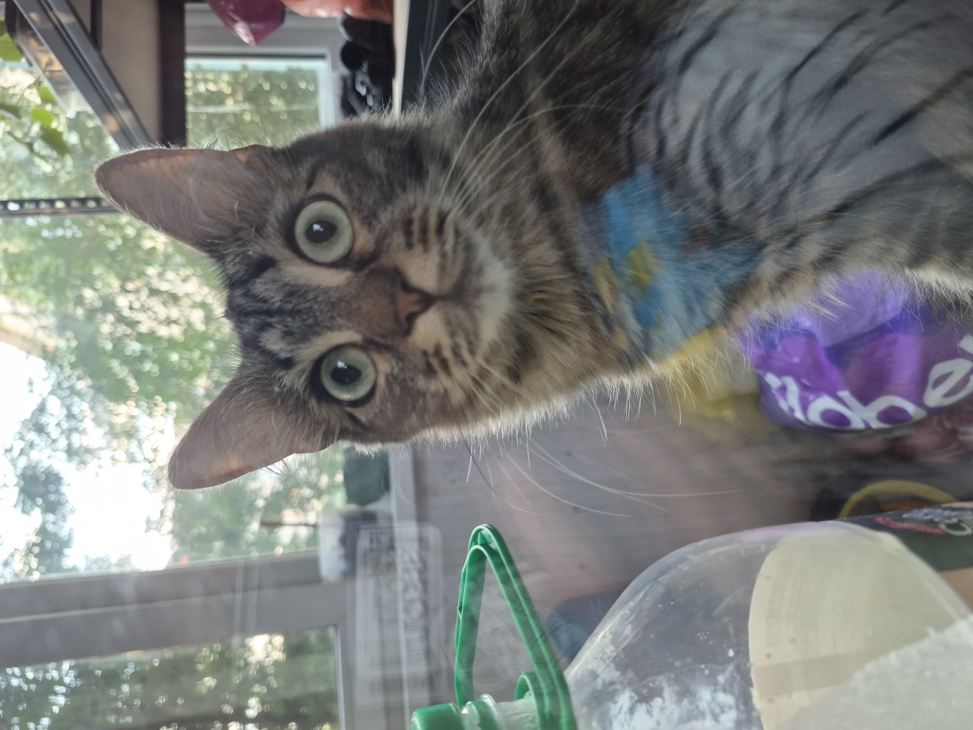 A domestic cat with tabby markings and wide green eyes looks directly at the camera. It has a blue and yellow painted marking on its chest. The cat is positioned behind a large plastic bottle with a green handle, and to the right of the bottle is a purple object with white lettering. The background is blurred, showing a window with greenery and sunlight filtering through. The scene appears to be indoors, possibly near a window in a residential setting. The location of Nyagan, Russia, is not evident from the image.