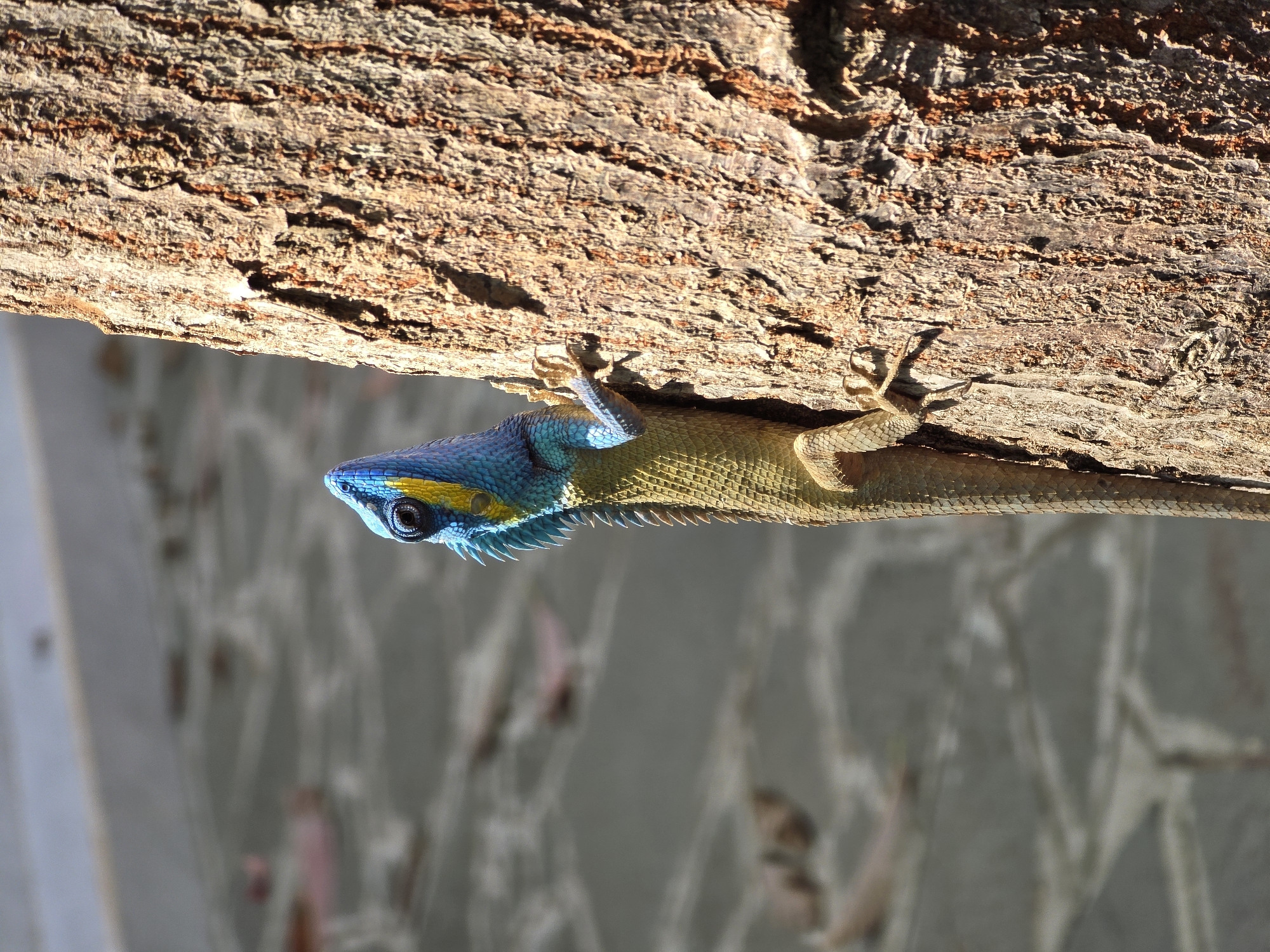 A vibrant blue-headed lizard clings to a branch in Mũi Né, Vietnam. The lizard, displaying scales of blue, green, and yellow, grips the rough bark of the branch with its clawed feet. The branch, textured with ridges and grooves, appears to be part of a larger tree. A blurred backdrop, showing a grey wall with indistinct shapes, is partially visible behind the branch and lizard. Sunlight illuminates the upper part of the scene, casting a shadow below the branch.