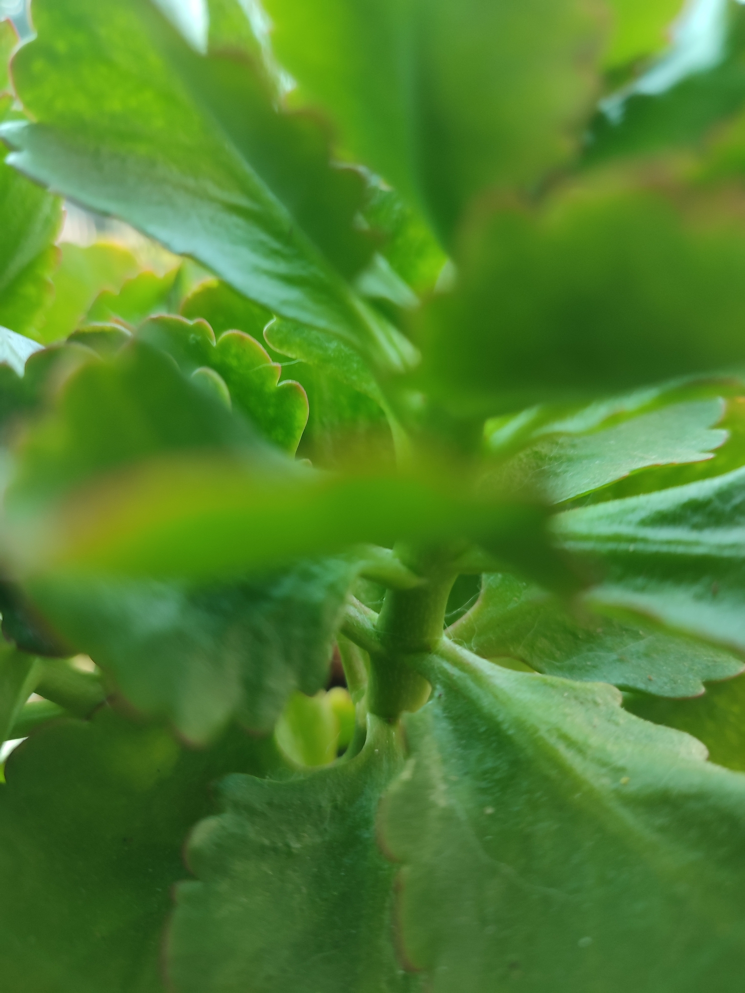 The image is a close-up, macro photograph of green plant leaves with serrated edges and a central stem. The leaves are lush and vibrant green, with some hints of reddish-brown along the edges. The focus is shallow, with some leaves sharp and in focus while others are blurred. The lighting appears to be natural, possibly from an overcast sky or diffused sunlight, creating a soft glow on the foliage. The image does not contain any people or show any urban environment, therefore its location within the city of Narowlya, Belarus, cannot be determined.