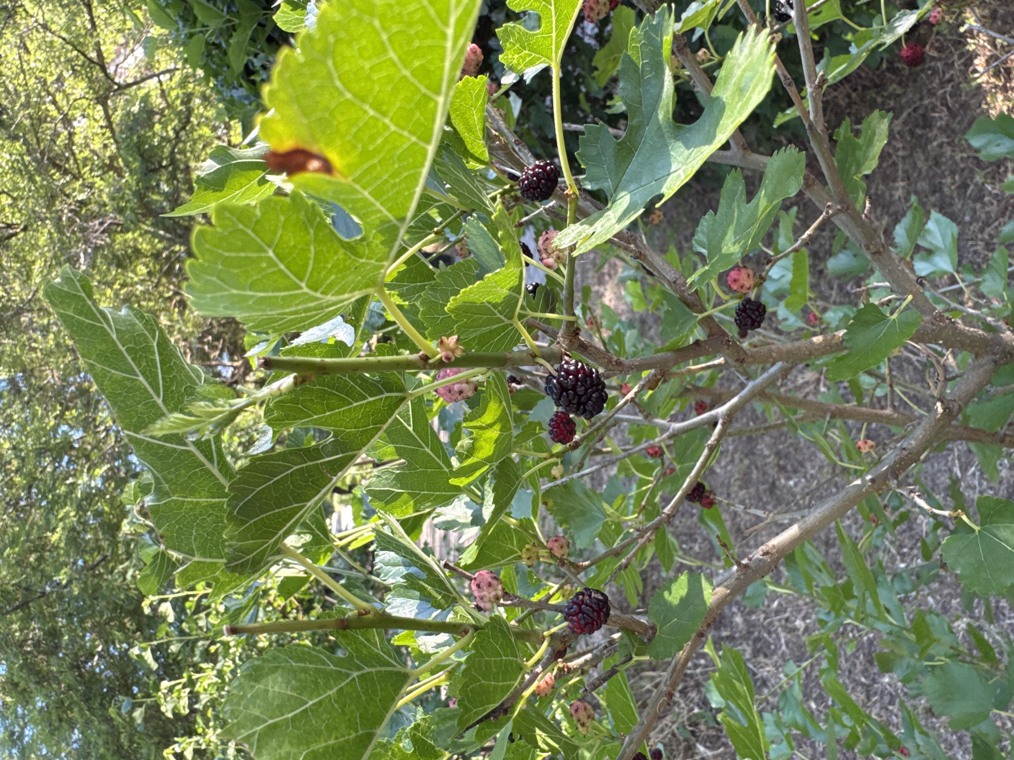 This media file depicts a close-up, vertical view of a mulberry tree branch laden with ripening fruit. The subjects are the mulberries, which are in various stages of development, with some appearing dark purple and ripe, while others are pink and still developing. The leaves of the tree are a vibrant green, with some showing serrated edges and prominent veins. The branches are slender and brown, crisscrossing the frame.
The scene is set outdoors, with the dappled sunlight suggesting it is daytime, likely late morning or early afternoon, given the brightness and the quality of the shadows. The background is softly blurred, showing more greenery and a hint of dry, possibly dusty ground cover, indicating a natural, perhaps somewhat unkempt, outdoor environment. There are no people or animals visible in the frame.
Notable details include the texture of the mulberries, which appear plump and segmented. The leaves are large and appear healthy, suggesting a temperate climate. The overall impression is one of natural abundance and the ripening process of fruit. The location context of Odesa, Ukraine, suggests this might be a common fruit-bearing tree in that region during its growing season. There is no visible text within the image. The image conveys a sense of natural beauty and the simple pleasure of observing fruit on a tree.