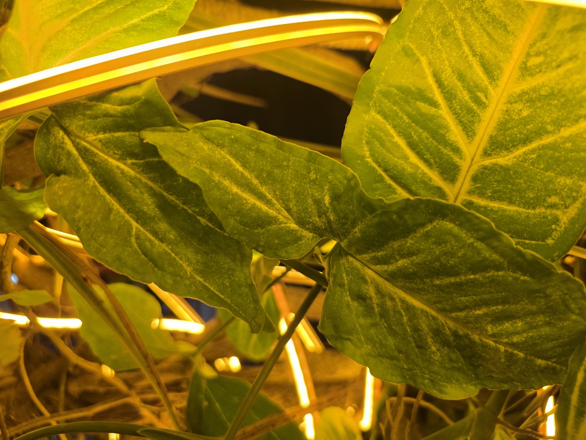 A close-up shot focuses on several green leaves, illuminated by warm yellow and orange lights. The leaves show distinct veins and a speckled texture. The lighting creates a dramatic, atmospheric effect, with some areas of the leaves brightly lit and others in shadow. Thin, glowing yellow light tubes are visible intertwined with the foliage, suggesting an artificial lighting setup. The background is dark and out of focus, further emphasizing the illuminated leaves. The image does not depict any specific location in North Kuta, Indonesia, nor does it contain any people or actions.