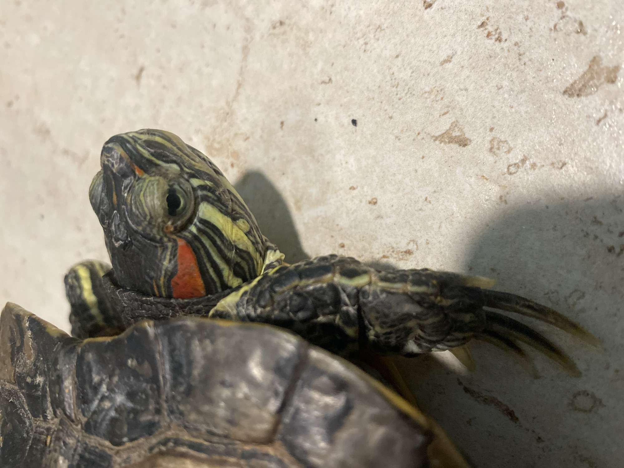 A close-up, high-angle shot captures a red-eared slider turtle resting on a light-colored, textured surface. The turtle's head, neck, and right front leg are in sharp focus, while parts of its shell are visible in the foreground, slightly out of focus.
The turtle's head features the characteristic red stripe behind its eye, which is bright and alert. Its skin is a mosaic of dark green, black, and yellow stripes and patterns, extending down its neck and onto its leg. The skin appears somewhat wrinkled, indicating texture. The visible front leg has distinct, sharp claws, suggesting it might be a male due to longer claws often associated with courtship displays in males, though this isn't definitive.
The background is a speckled, light beige or off-white surface, possibly a tiled floor or a concrete slab, showing some natural imperfections and a few dark specks. A soft shadow is cast by the turtle, indicating an overhead light source. No specific activity beyond resting or observing is evident. There is no visible text. The setting appears to be indoors or on a clean, hard surface in Chaikovsky, Russia.