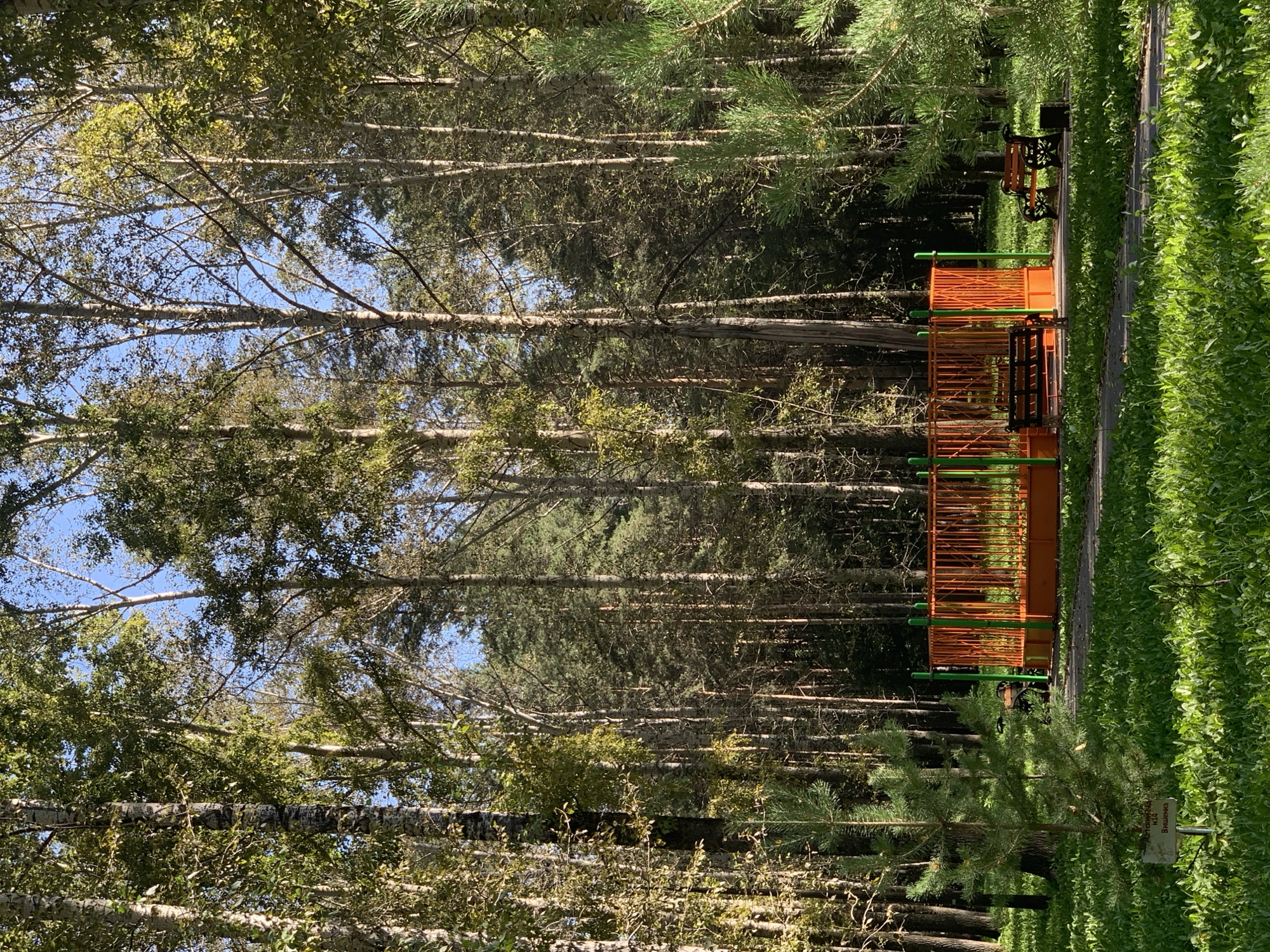 The image depicts a fenced-in area, possibly a playground or a small sports court, with orange and green fencing, located in a park or wooded area in Prokopyevsk, Russia. The enclosure is empty, but two park benches are visible outside of it, one with a dark wooden seat and another with a lighter wooden seat and decorative cast iron legs. Adjacent to the enclosure, a small evergreen sapling stands on the left, with a signpost at its base. The background is dominated by a dense forest of tall, slender trees, primarily birches and pines, with a clear blue sky visible through the canopy. The ground in the foreground and around the enclosure is covered in lush green grass. The lighting suggests it is a sunny day, casting shadows and highlighting the textures of the trees and foliage. The overall scene conveys a sense of tranquility and nature within an urban park setting.