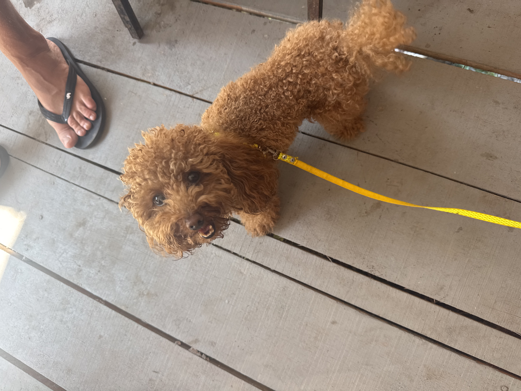 A small, brown, curly-haired poodle is on a wooden deck with a yellow leash attached to its collar. The dog is looking up and to the left with its mouth slightly open. In the background, a person's foot wearing a black flip-flop is visible, standing on the deck. The wooden deck planks are weathered and run diagonally across the image. The overall setting appears to be outdoors, possibly a patio or porch, with natural light illuminating the scene. The location in Abang, Indonesia is not discernible from the image content.