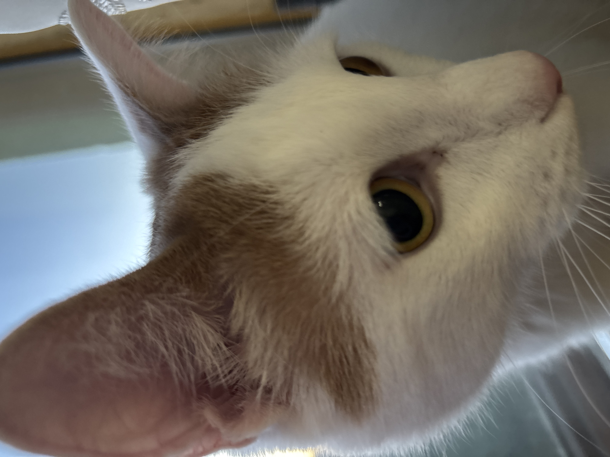 A close-up, low-angle, eye-level shot shows the head of a white cat with patches of light brown fur. The cat is looking to the right of the frame with its pupils dilated, reflecting a yellow-green hue. The cat's left ear is pointed upwards and slightly forward, while its right ear is mostly out of frame. The background is out of focus, showing a blurry blue sky and a hint of a window frame with a white curtain. The image appears to be taken indoors with natural light.