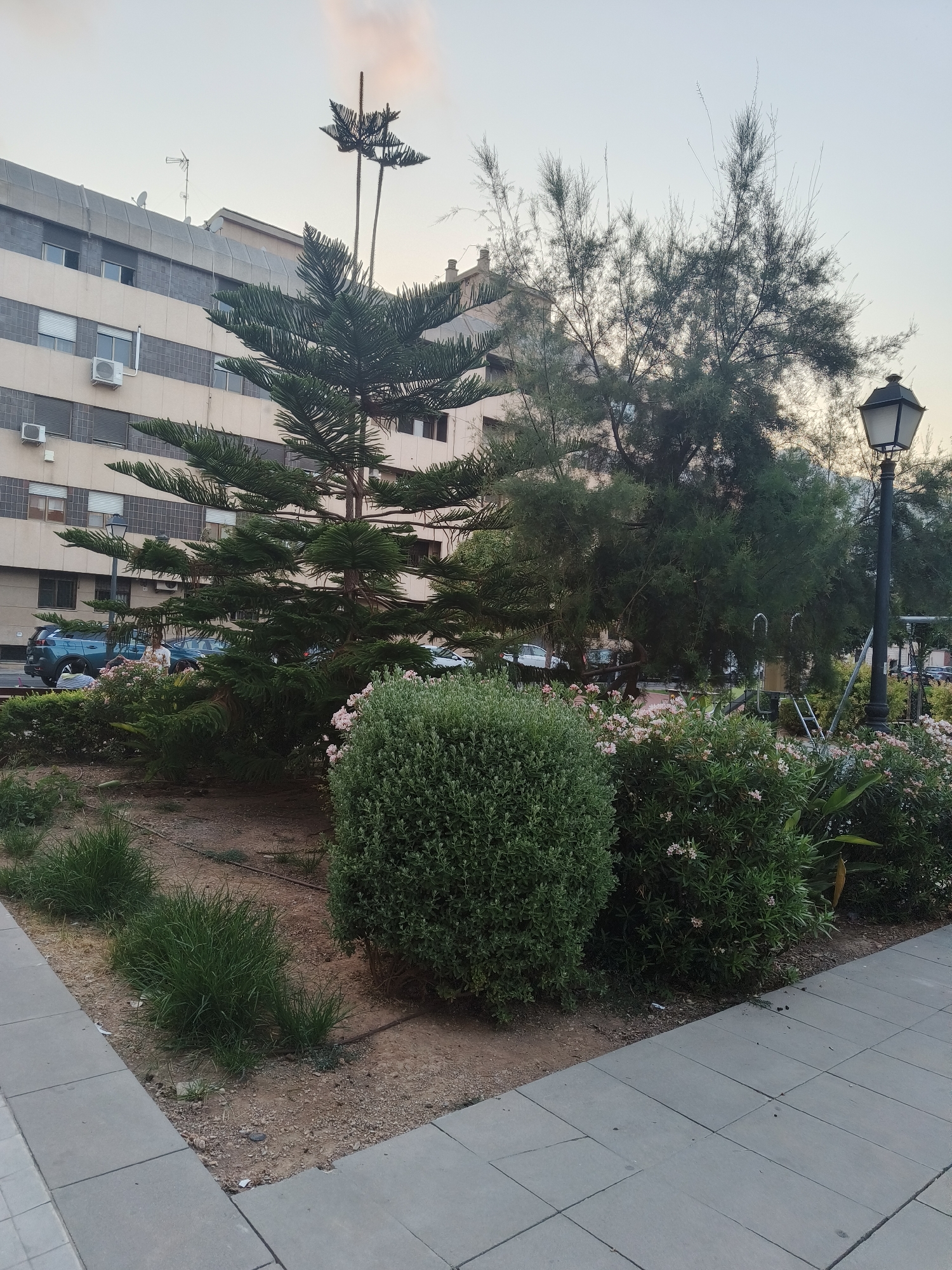 The image depicts an outdoor scene in a city. In the foreground, there is a paved sidewalk with gray square tiles. Adjacent to the sidewalk is a strip of ground covered in soil and small pebbles, with several patches of green grass. A well-maintained, dense green bush is centrally located in this area. Behind the bush and grass are more trees and flowering plants with small pinkish-white blossoms, and a large, mature evergreen tree with tiered branches is prominent. Further back, a tall, dark lamppost with a lantern-style fixture stands to the right. A modern building with multiple floors, featuring windows and air conditioning units, forms the backdrop. Several cars are parked along the street visible behind the trees. The sky is clear with a hint of pinkish-orange light, suggesting it is either early morning or late evening. The location is identified as Benimàmet-beniferri, Spain. There are no visible people actively engaged in any specific action.