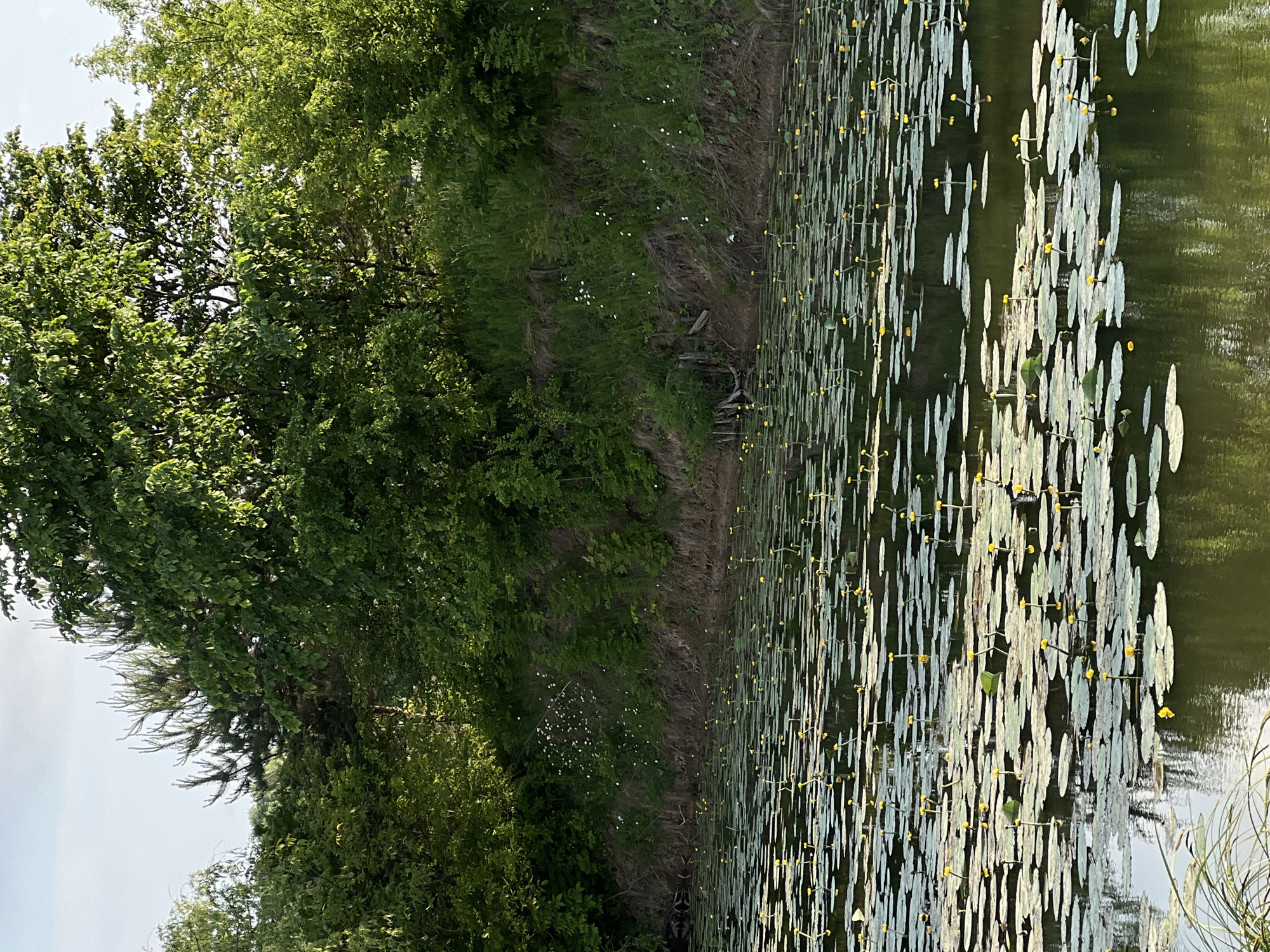 This image captures a serene natural landscape, likely a riverbank or lake edge, in Zbarazh, Ukraine. The scene is divided horizontally, with dense vegetation on the left and a body of water populated by water lilies on the right.
On the left, a lush, vibrant green forest canopy fills the frame, with various trees displaying a range of green hues. Through the upper parts of the foliage, patches of a bright, possibly overcast or hazy sky are visible.
A narrow bank or strip of land separates the trees from the water. This bank is covered with a mix of darker green undergrowth, some lighter green grassy patches, and scattered small white wildflowers that add delicate highlights to the natural tapestry. A few pieces of dead wood are visible closer to the waterline.
The right side of the image is dominated by a calm body of water, largely blanketed by countless green and slightly yellowish lily pads. Many of these pads feature small, bright yellow water lily flowers emerging from the surface. The water reflects the subtle light from the sky and the surrounding greenery, creating gentle ripples and patterns.
The time of day appears to be daytime, with soft natural light suggesting either morning or late afternoon, contributing to a peaceful and tranquil atmosphere. No specific activities or events are taking place, and there is no visible text. The weather seems clear and bright.
