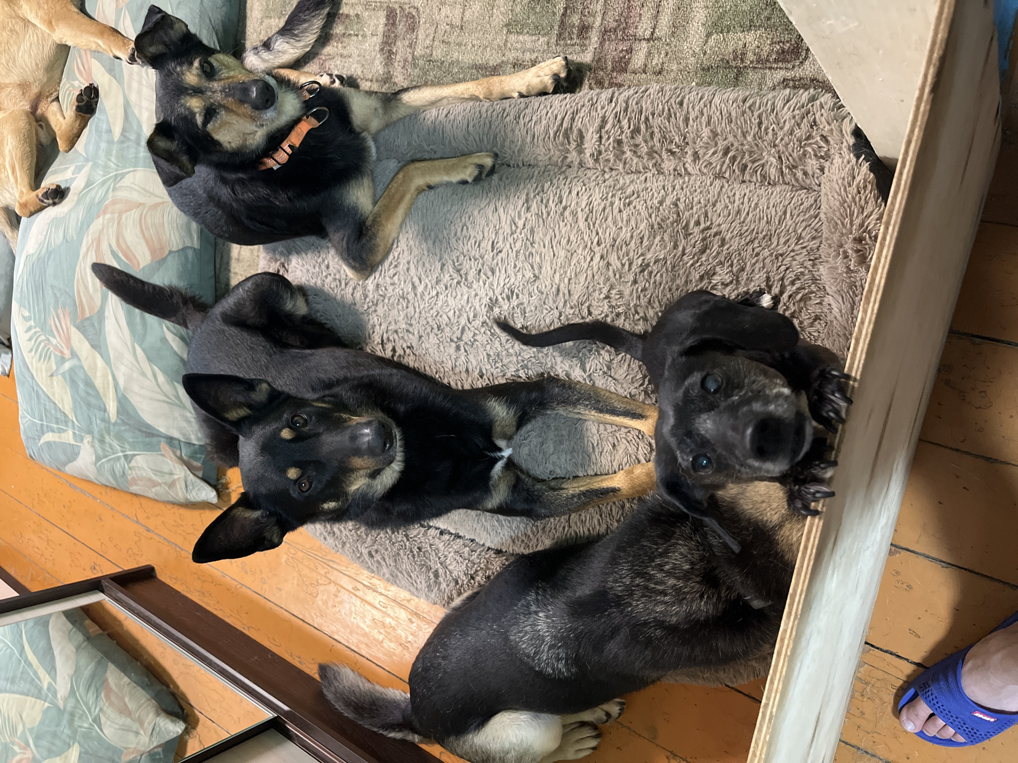 Four dogs, two black and tan, one predominantly black, and one light brown, are lying on a plush tan dog bed. The black and tan dogs have erect ears, while the predominantly black dog has floppy ears. The light brown dog is lying down with its legs extended. All dogs appear relaxed. The dog bed is placed on a wooden floor next to a large mirror. The mirror reflects two pillows with a tropical leaf pattern. A human foot wearing a blue sandal is visible in the bottom left corner of the image. The scene suggests an indoor setting, likely a home.