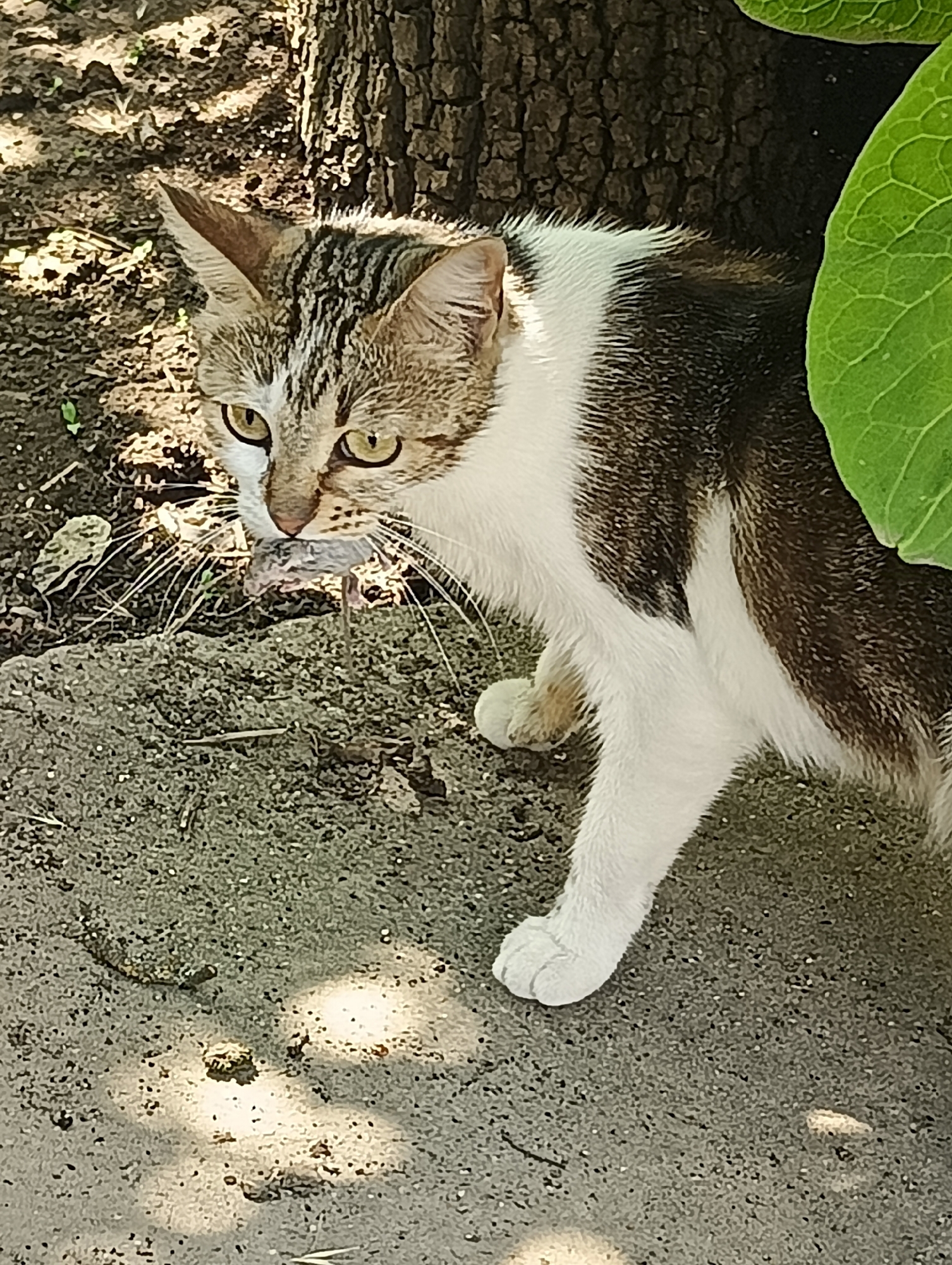 A tabby and white cat is in a crouched position on the ground, near the base of a tree. The cat is holding a small rodent in its mouth. The ground is a mixture of dirt and gravel, with some leaves and small plants visible. A large, green leaf is in the upper right corner of the image, casting a shadow on the cat. The lighting suggests it is daytime, likely sunny, as evidenced by the dappled light and shadows on the ground. The cat's expression appears alert, with wide green eyes focused forward. The scene is outdoors, with natural elements like the tree and vegetation suggesting a park or backyard setting. The cat's fur is a mix of brown, black, and white, with distinct tabby markings on its head and back. The rodent in its mouth is small and light gray. The overall impression is of a cat in the act of hunting or having just captured its prey. There is no visible text in the image.
