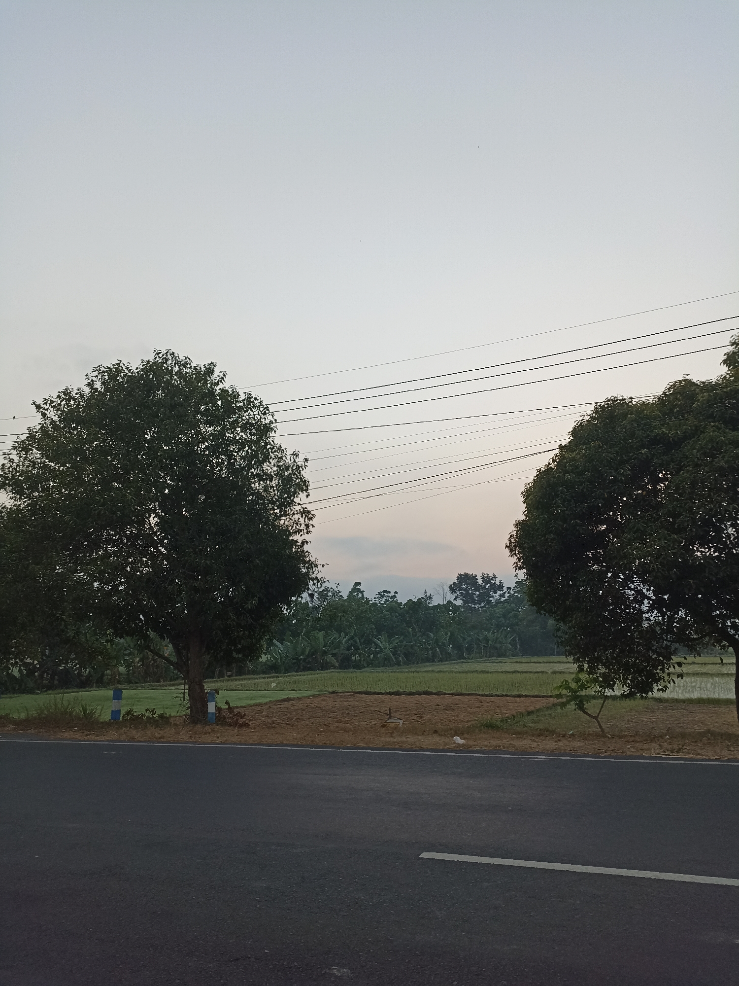 This is a photograph taken at an eye-level perspective, capturing a rural roadside scene in Rogotrunan, Indonesia. The foreground is dominated by a dark asphalt road with a thin white line marking the lane. Beyond the road, a barren brown field is visible, bordered by patches of green grass. Two large, leafy trees stand prominently in the mid-ground. The tree on the left is closer to the road and has a blue and white striped post next to its base. The tree on the right is further back and appears to be a different species. In the background, a lush green field, possibly a rice paddy, stretches out, interspersed with banana trees and other foliage. The sky above is a pale, hazy blue, with several power lines crisscrossing horizontally across the frame. The overall impression is one of a serene, undeveloped landscape at what appears to be either dawn or dusk due to the soft lighting and muted colors. There are no people or animals visible in the frame.