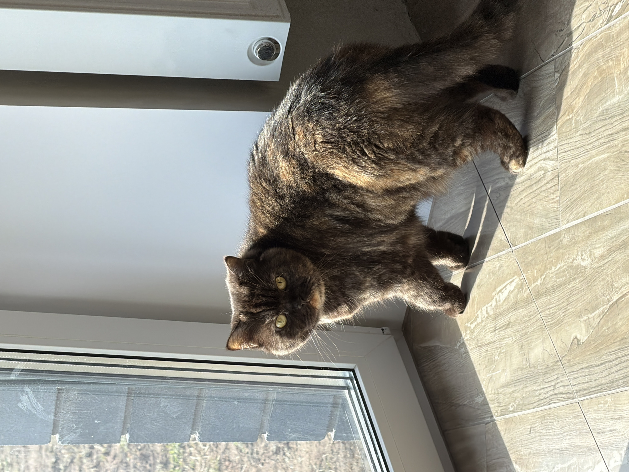 A tortoiseshell cat stands on a tiled floor in a room in Chaikovsky, Russia. The cat is positioned near a window, with the sun casting a shadow on the floor. A radiator is visible on the wall near the cat.
