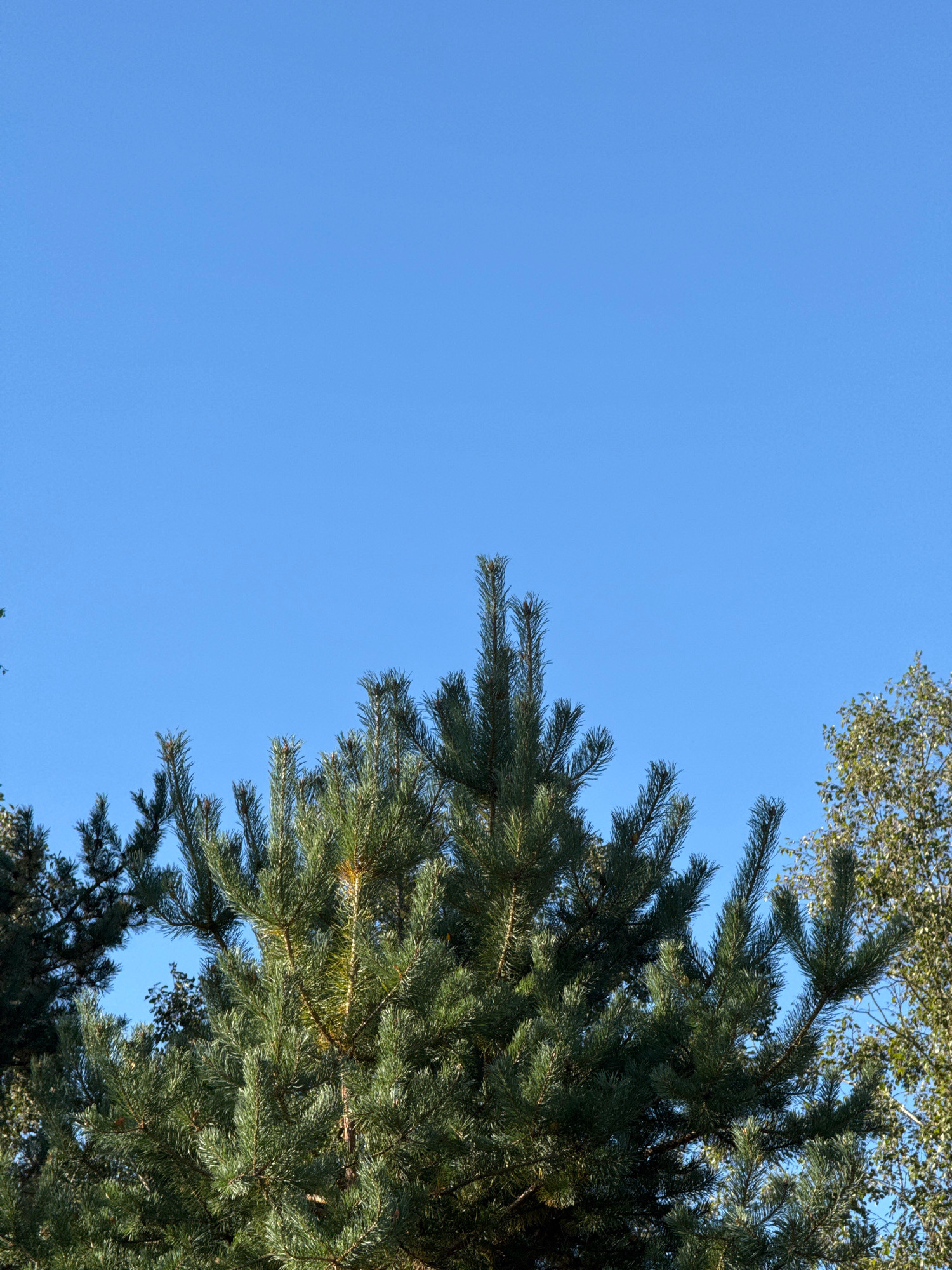 The image shows the tops of evergreen trees against a clear blue sky. The dominant tree in the foreground is a pine tree with lush green needles. To the right, a portion of another deciduous tree with lighter green leaves is visible. The scene appears to be an outdoor natural environment, possibly a park or forest area within or near Вароніцкі сельскі Савет, Belarus. There are no people or observable actions in the image. The lighting suggests it is daytime.