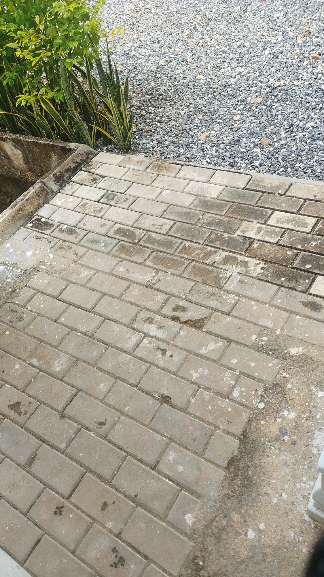 The image depicts an outdoor scene with a focus on a paved area. The paving consists of rectangular, light brown bricks laid in a staggered pattern. The bricks appear weathered and show signs of staining and dirt accumulation in patches, particularly in the foreground and mid-ground.

To the left of the paved area, there is a concrete planter box or retaining wall, which is also stained and worn. Emerging from this planter box are lush green plants with long, sword-like leaves, some of which have yellow stripes. Behind the plants and to the right of the paved area, the ground is covered with a layer of small, gray and tan gravel.

The lighting suggests it is daytime, with shadows indicating the direction of the sun. There are no people or visible actions taking place in the image. The overall impression is of an outdoor ground surface next to a garden area in a potentially urban or suburban setting. The location in the city of Balewa, Nigeria, is not discernible from the visual elements of the image itself, as there are no landmarks or identifying features.