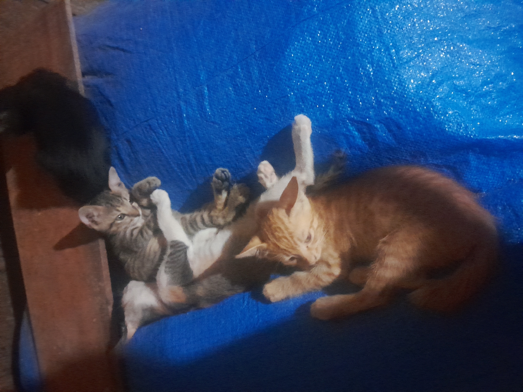 In an unknown urban location, four kittens are resting on a blue tarp, possibly outdoors near a wooden structure. A tabby kitten is nestled between two other kittens, one of which is calico. The third kitten is orange and appears to be sleeping. A fourth, black kitten is partially visible in the upper right corner of the image. The scene is dimly lit, casting shadows on the kittens and the tarp. The overall impression is one of peaceful slumber amongst the young felines.