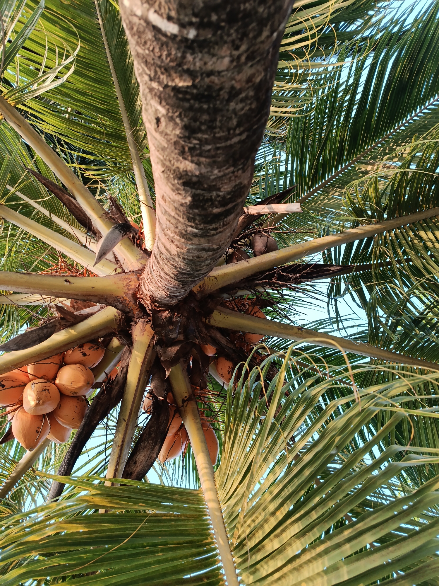 This is a low-angle shot of a coconut tree with a cluster of coconuts hanging from it. The trunk of the tree is rough and textured, with visible rings. Large, green fronds spread out from the top, obscuring the sky. Several coconuts, with a light brown or orange hue, are visible in a bunch. The scene is set outdoors, under a clear blue sky, suggesting a tropical environment. There is no indication of people or any specific location within Mansalean, Indonesia, beyond the general context of a tropical landscape.