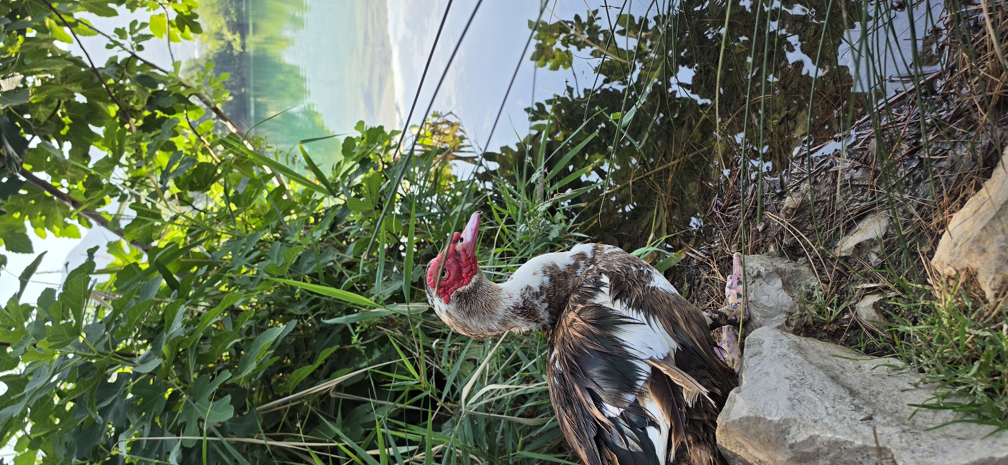 A Muscovy duck stands on rocks at the edge of a body of water, surrounded by lush green vegetation. The duck has a distinctive red, warty face and a mix of brown, black, and white plumage. The water reflects the surrounding foliage and the sky. In the background, distant hills are visible. The overall scene suggests a natural, outdoor environment, likely a park or a natural reserve.