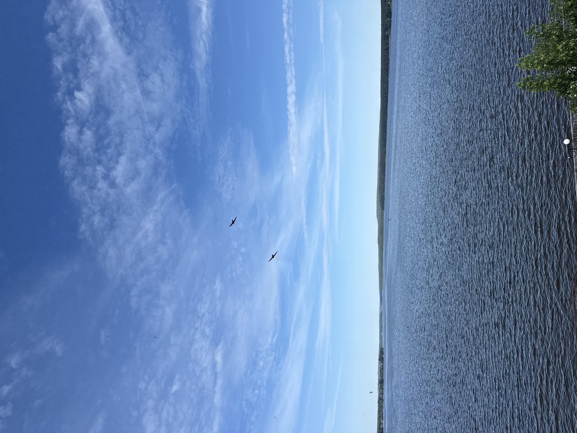 The image presents a wide, expansive view overlooking the Votkinsk Pond in Votkinsk, Russia, under a clear, bright blue sky with scattered white clouds. The sky occupies the upper two-thirds of the frame, transitioning from a deeper blue at the top to a lighter hue near the horizon, featuring wispy cirrus and more defined stratocumulus clouds in various patterns. Multiple dark, silhouetted birds are captured in flight across the sky; two prominent figures with outstretched wings are positioned in the upper-middle section, while several smaller, more distant birds are also visible on the left and far right.
The lower third of the image is dominated by the Votkinsk Pond, presenting a dark blue, textured surface with numerous small ripples, indicating a light breeze. A long, dark green forested landmass forms the distant horizon, stretching across the water. On the far left horizon, a cluster of buildings and trees indicates a distant settlement or part of the city. A similar, smaller cluster is discernible on the far right shore. In the immediate bottom right foreground, a section of vibrant green foliage, likely from a tree or bush, is visible alongside a fragment of a metal railing and a white spherical element, possibly a decorative light fixture, suggesting the photograph was taken from an elevated waterfront promenade or park area. No human figures are present in the scene.
