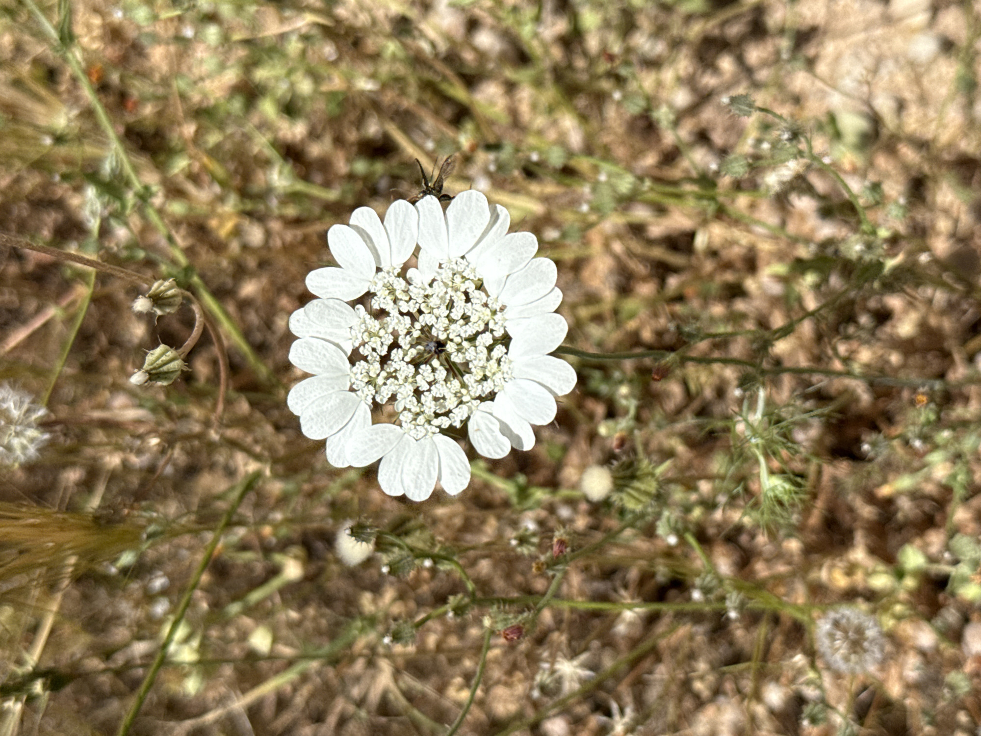 A close-up captures a white flowering plant amidst a field of brown vegetation in Mate Yehuda Regional Council, Israel. The plant, central in the frame, features a dense cluster of tiny white florets surrounded by larger white petals, forming a round bloom. An insect rests atop one of the petals. The background is composed of dry, brown grass and other low-lying plants, suggesting an arid environment. The image focuses on the flower, blurring the surrounding details.