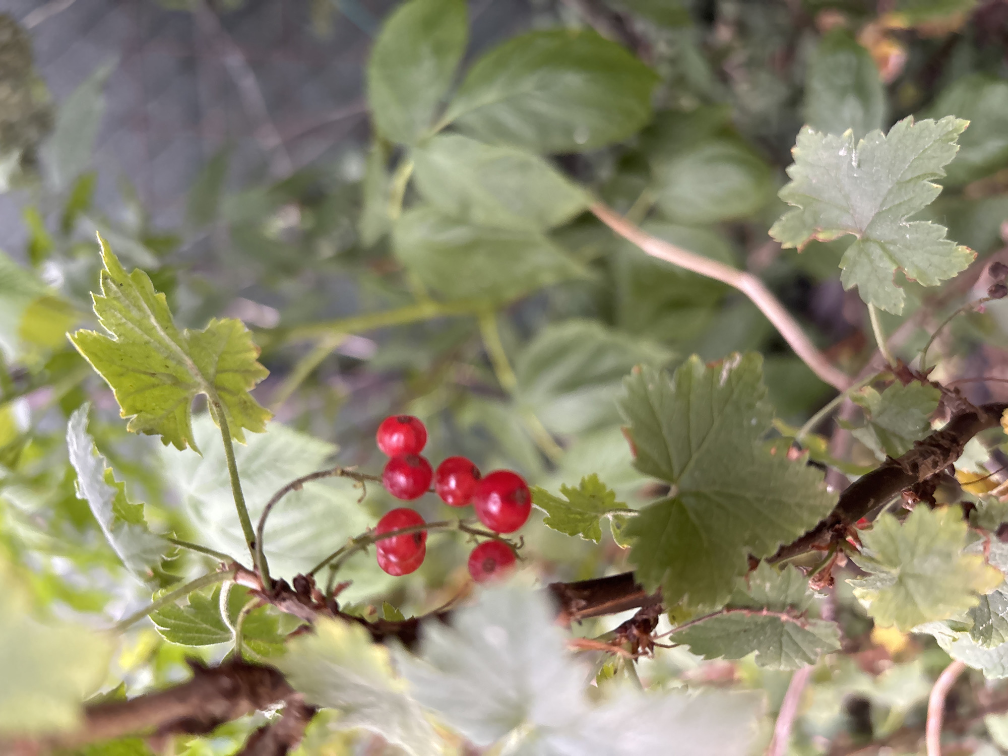 In Červená Píska, Czechia, a close-up shot captures a branch of red currants. The small, round berries are a vibrant red, clustered together on thin stems. Green leaves, some with serrated edges, surround the fruit, providing a lush backdrop. The shallow depth of field blurs the background, highlighting the detail of the currants and foliage. The overall impression is one of natural growth and the early stages of fruit development.