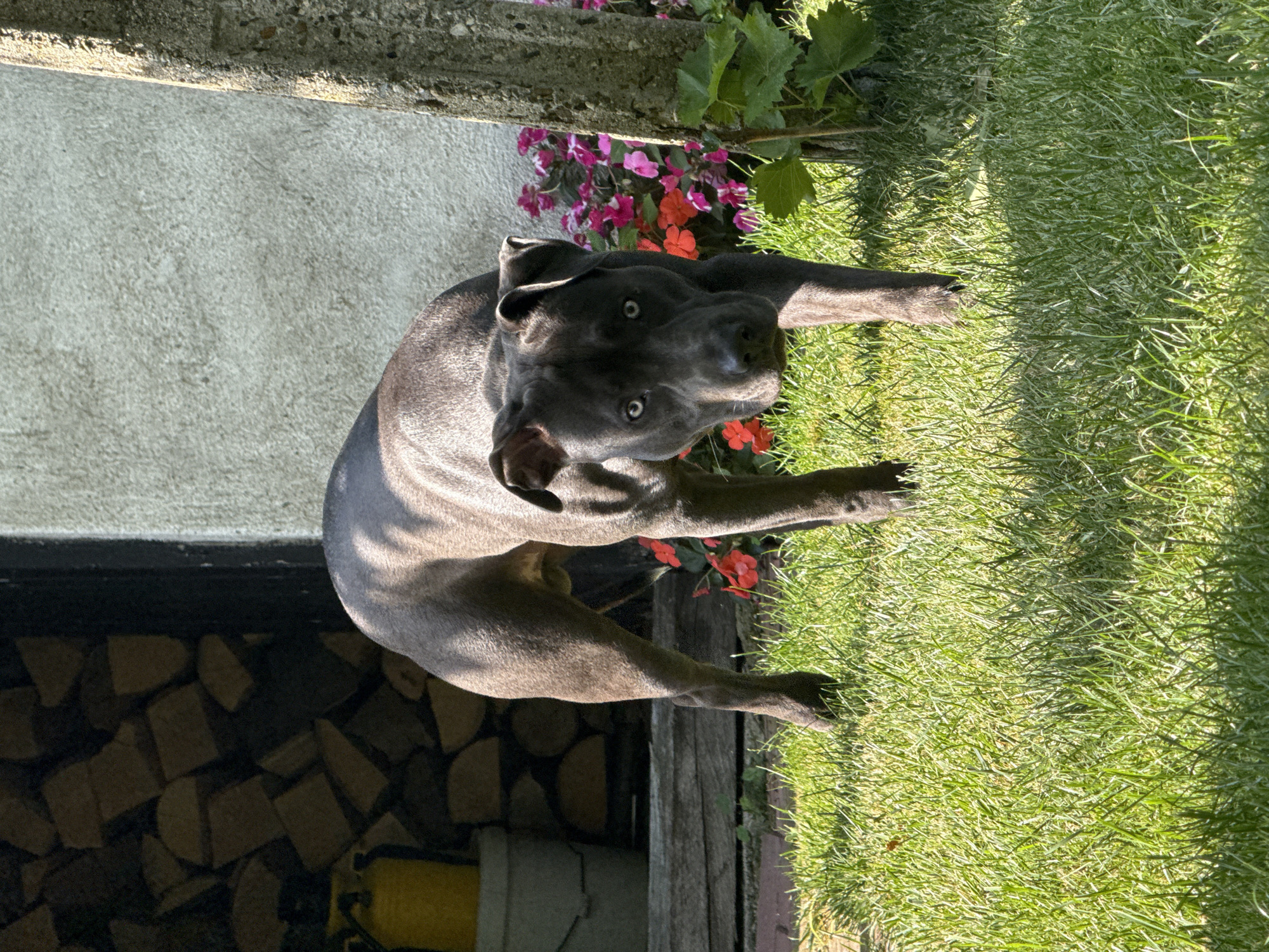 A dark gray pit bull stands in a grassy yard in front of a building. The dog is facing the camera, with its head slightly tilted. Its eyes are light blue. Behind the dog, to the left, is a stack of firewood and a yellow bucket. To the right of the dog is a tree trunk and some pink and red flowers. The building behind the dog has a light-colored, textured wall. The scene appears to be in a residential area. The specific location in Tvarditsa, Bulgaria is not identifiable from the image.