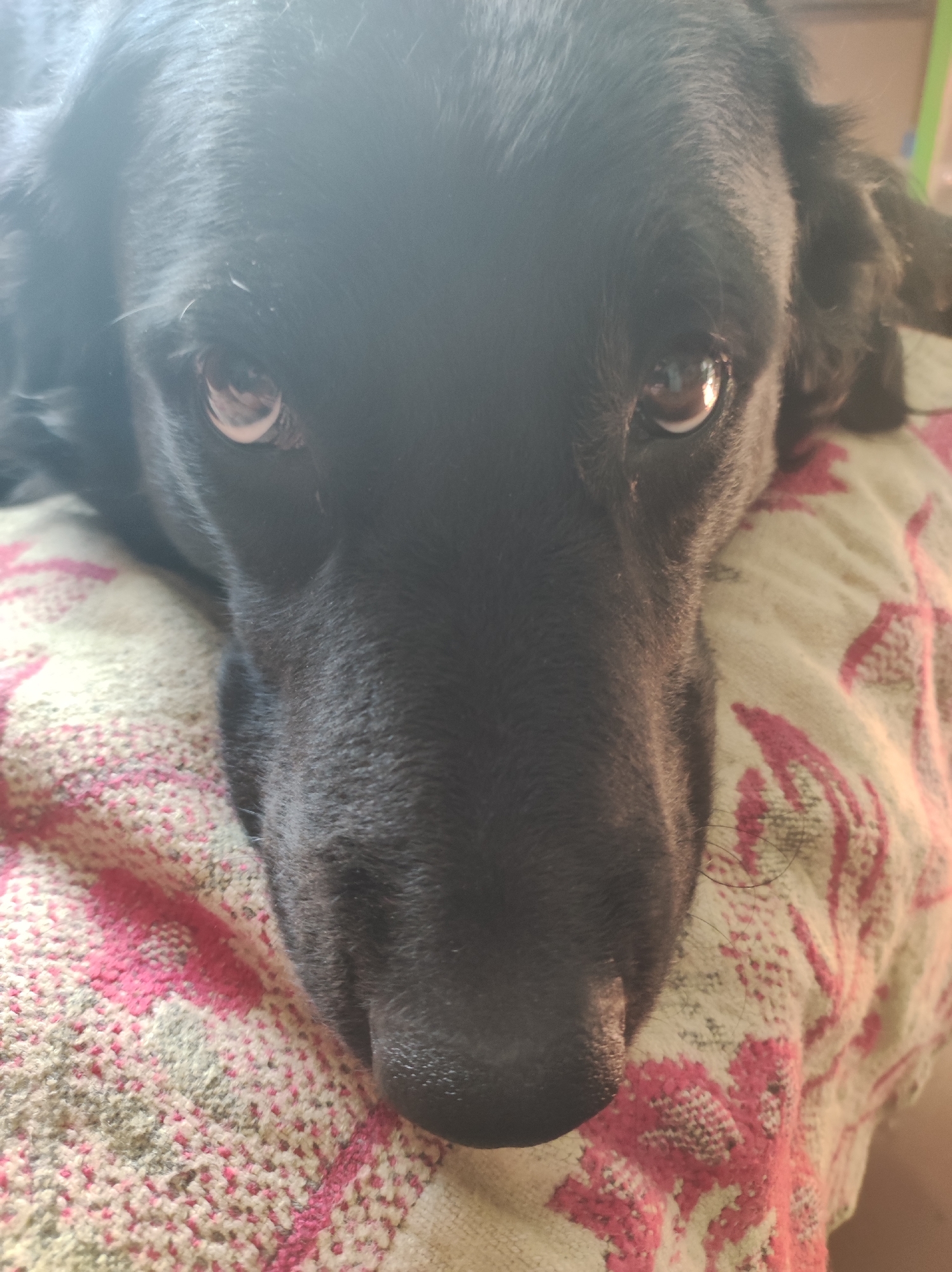 A black dog is lying on a patterned blanket. The dog's head is close to the camera, and its eyes are looking directly at the viewer. The blanket is light-colored with pink and green floral patterns. The background is out of focus. The scene is indoors, possibly in a home in Koshchiivka, Ukraine.