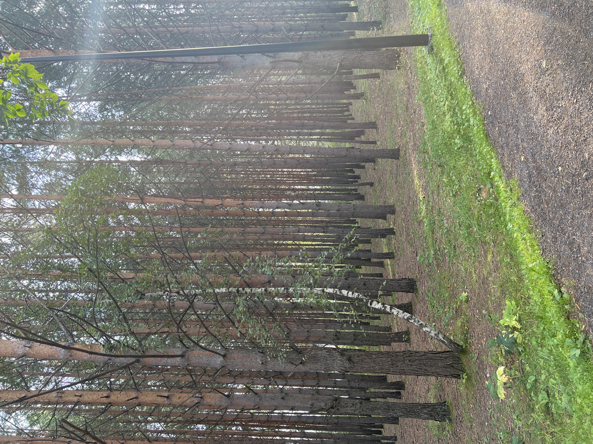 The image depicts a path through a densely wooded area, likely a park or forest, in Krasnoyarsk, Russia. Tall, slender pine trees with rough bark dominate the landscape, their trunks forming a vertical tapestry. Sunlight filters through the canopy, creating dappled light on the forest floor, which is covered in a mix of dry pine needles and green grass. A single birch tree with its distinctive white bark and sparse green leaves stands out amongst the pines, leaning slightly. In the foreground, a gravel path curves to the right, bordered by lush green grass and some low-lying vegetation. A black lamppost is visible on the right side of the image, suggesting the area is accessible and maintained. The overall impression is one of a natural, serene environment within an urban setting.