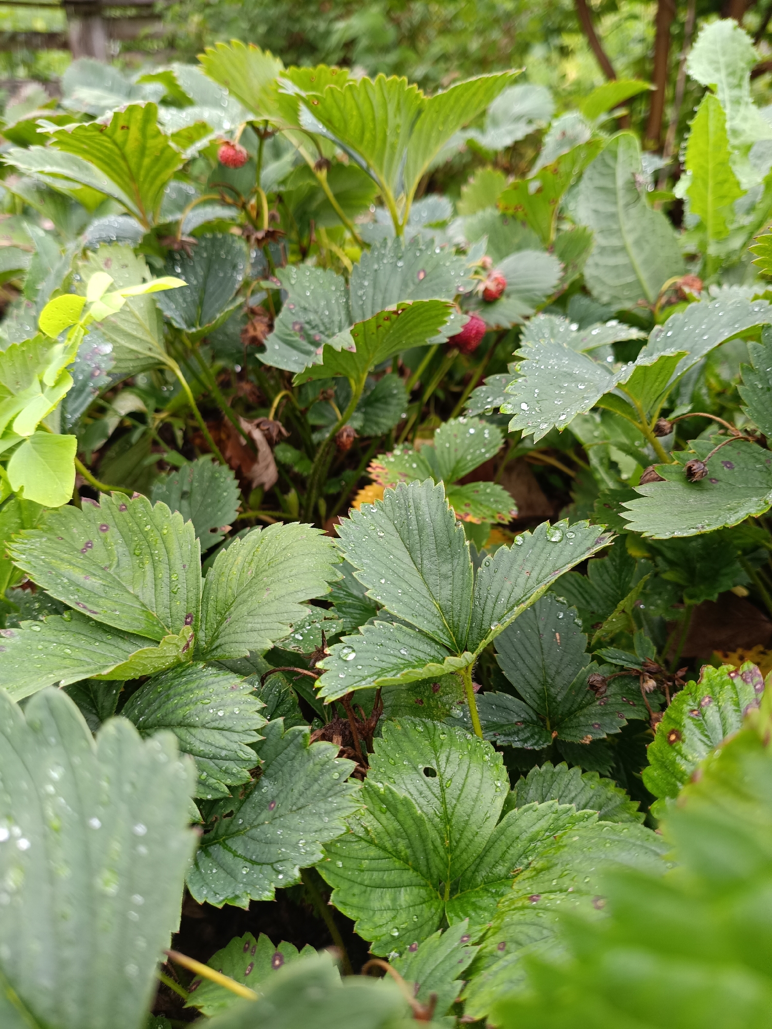A close-up, eye-level shot showcases a patch of strawberry plants, likely in an outdoor setting in Nizhnekamenka, Russia. The leaves are a deep green, many adorned with small, clear water droplets, suggesting recent rain or dew. Some leaves exhibit small, dark spots. A few small, unripe strawberries are visible among the foliage, appearing red or dark pink. The background is blurred, but hints of more greenery and what appears to be a wooden fence suggest a garden or natural environment. The overall lighting is overcast. There are no people or animals present.