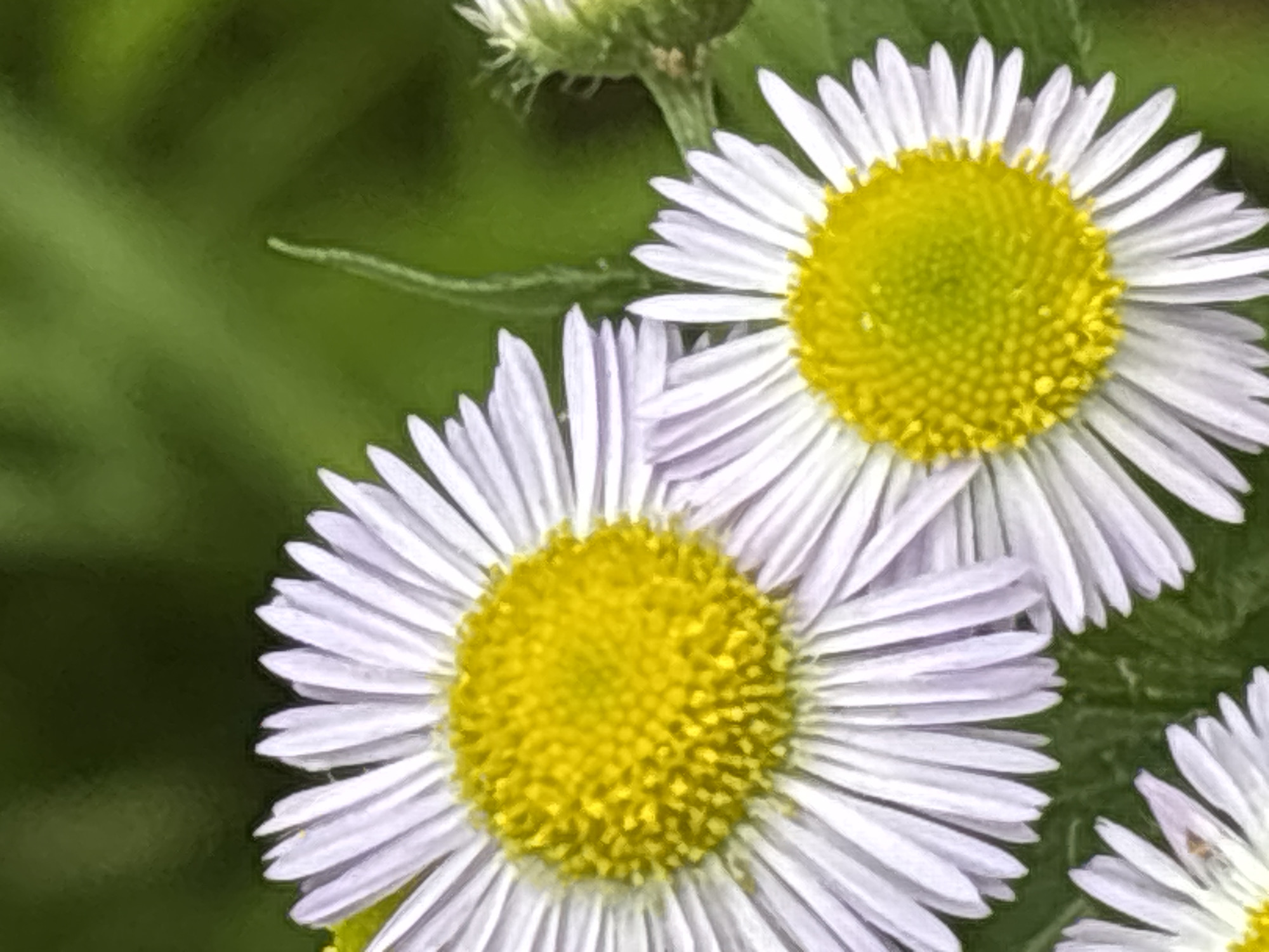 The image shows a close-up of several white and yellow daisies with green foliage in the background. The flowers are in bloom and their petals are delicate and thin. One daisy is in the foreground, taking up most of the frame, with its yellow center clearly visible and surrounded by white petals. Another daisy is partially visible on the right side of the frame, and a third is in the lower left corner. The foliage in the background is out of focus, creating a bokeh effect. The lighting appears natural, suggesting an outdoor setting. The image does not contain any identifiable landmarks or features that would indicate a specific location within the city of Sochi, Russia.