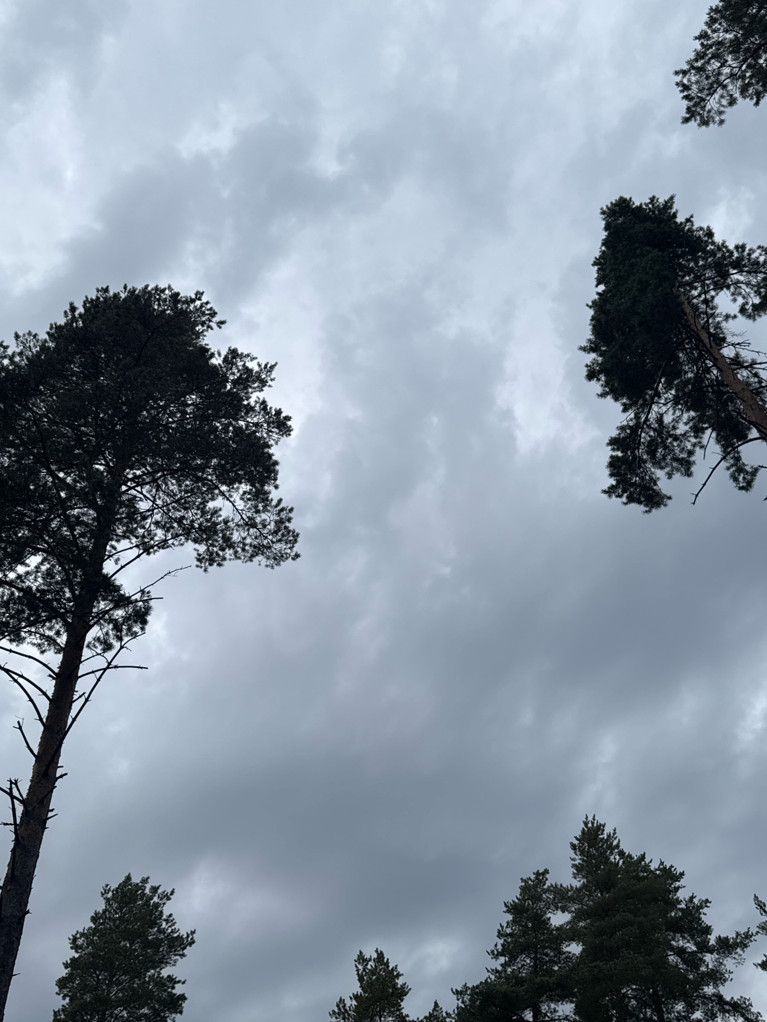 The image shows a view looking up at tall pine trees against a cloudy sky. The trees are silhouetted against the lighter sky, with their dark green needles and bare branches visible. The clouds are heavy and grey, suggesting an overcast day. The perspective is from below, looking upwards through the canopy of the trees, with several of the tall trees dominating the frame. The location is identified as the city of Arfa, Russia. There are no people or any discernable activity taking place in the image. The environment is natural, consisting of trees and sky.