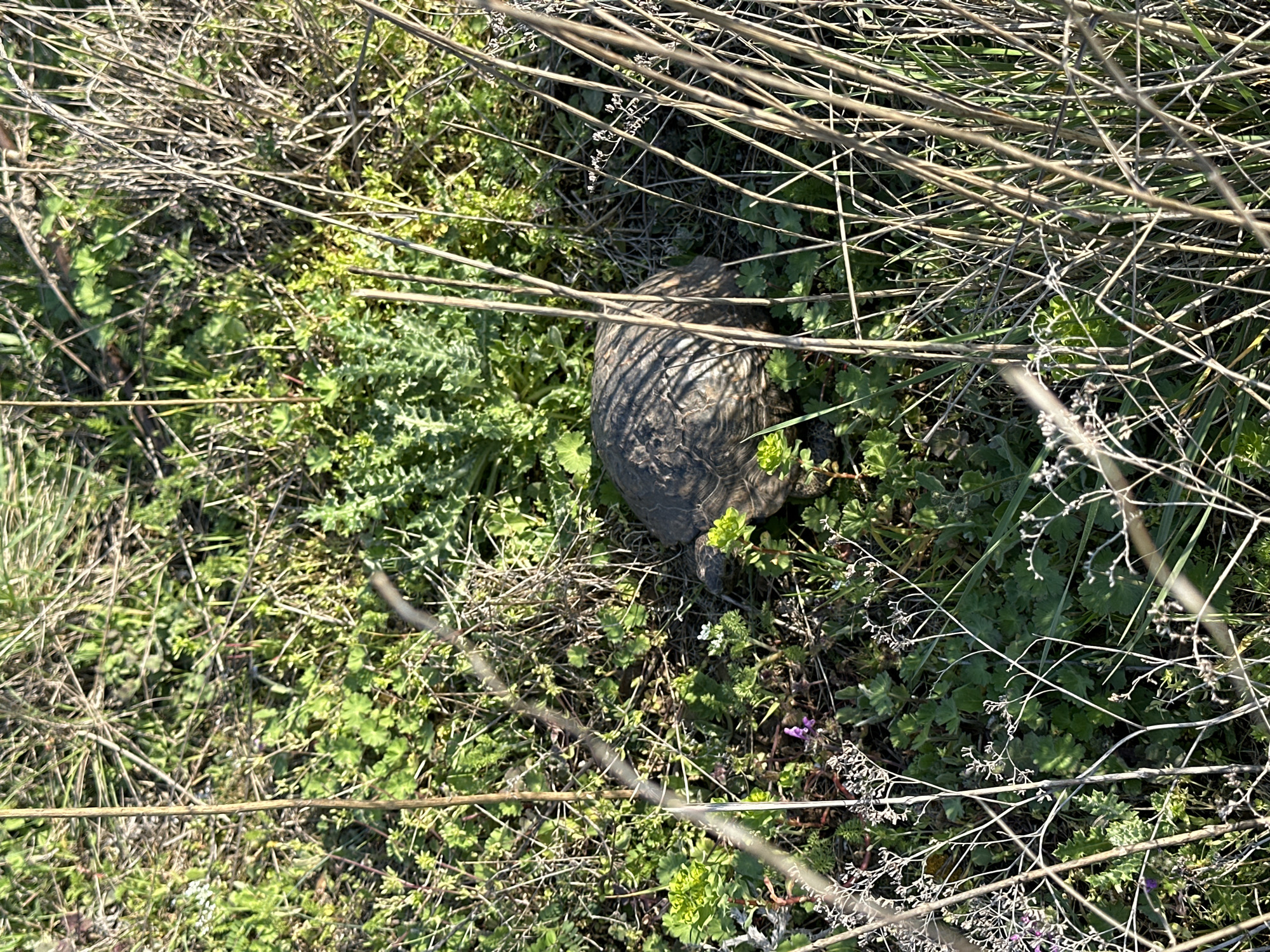 The image depicts a tortoise amidst dense ground cover. The shell of the tortoise is primarily gray and brown. The ground cover consists of various green plants, some with broad leaves and others with more dissected foliage. There are also brown, dried plant stems scattered throughout the scene, partially obscuring the tortoise. The location is the city of Sveti Nikola, Bulgaria.