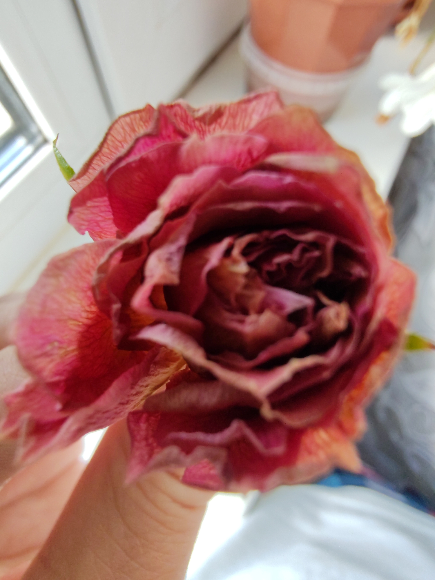 A close-up, top-down shot shows a hand holding a wilted pink rose with frayed petals. The rose is held against a background that includes a white window frame, a terracotta pot in soft focus, and some blurry white flowers. The lighting suggests an indoor environment near a window. The image is not of Чухлэм, Russia.