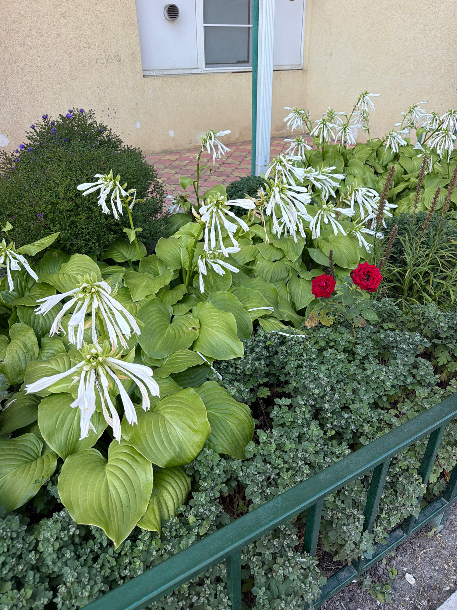 The image shows a flowerbed in front of a building in Yessentuki, Russia. The flowerbed contains hosta plants with large green leaves and white, bell-shaped flowers. There are also two red roses blooming on a separate bush. The flowerbed is bordered by a green metal fence. In the background, the building appears to be a light yellow color with a window and a vent on the wall. The ground in front of the flowerbed is paved with reddish-brown bricks. The scene is well-lit, suggesting it was taken during the day. There are no people or animals visible in the image.