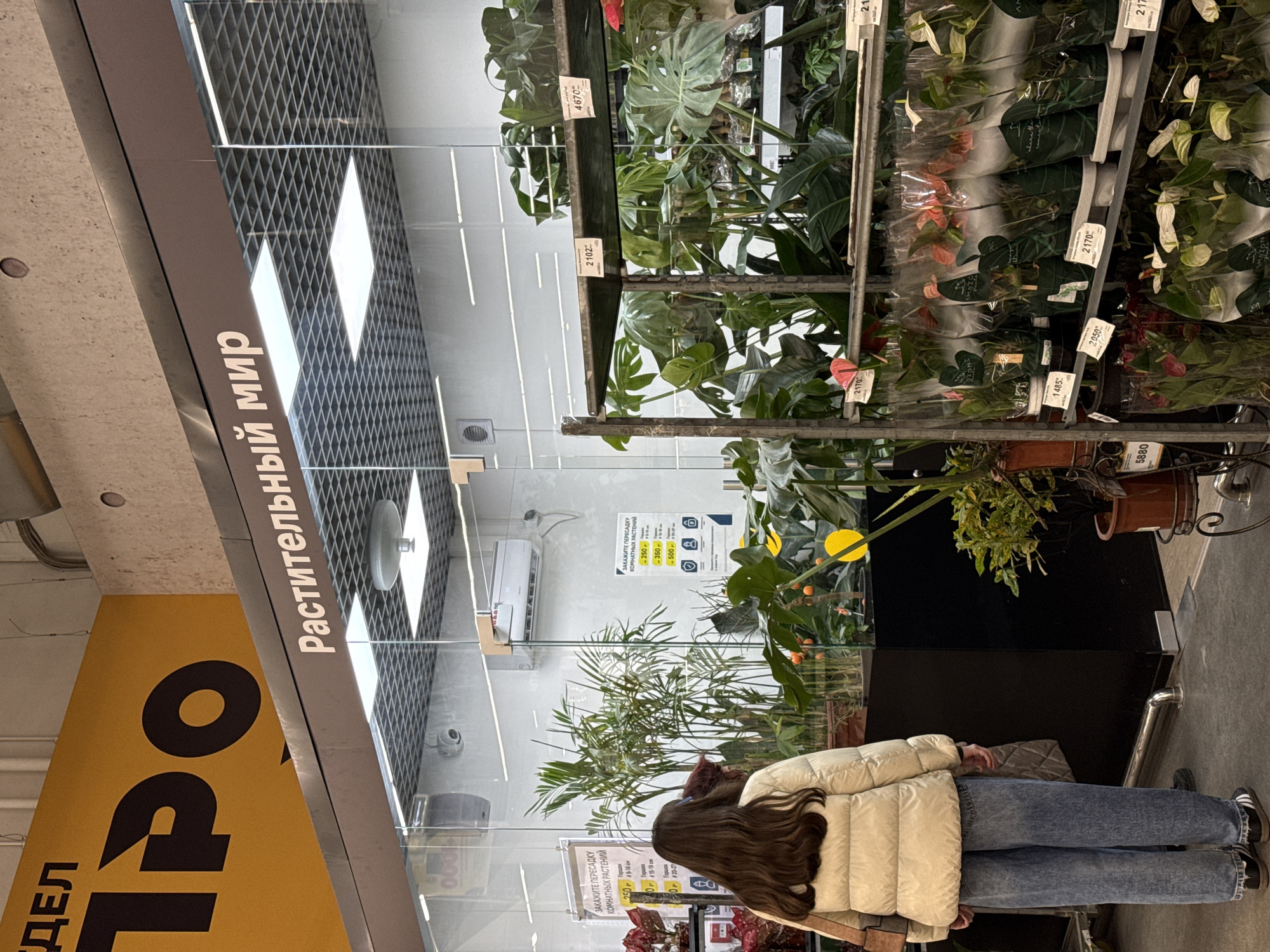 Here is a detailed description of the image:
**Scene:** The photograph captures an indoor scene, likely within a large retail space, perhaps a home goods or gardening center in Saint Petersburg, Russia. The presence of various potted plants, shelves, and signage in Russian suggests this specialization.
**People:** One female is standing in the foreground, looking at the plants, wearing a beige puffy coat and blue jeans, with long, brown hair.
**Subjects:** The main subject is the variety of plants on display. These include lush green plants in pots and hanging foliage. There is a focus on indoor plants.
**Objects:** The objects in the scene include:
* Shelves holding numerous potted plants.
* A glass display case containing a selection of indoor plants.
* Signage with Russian text, including price listings and promotional material.
* Lighting fixtures on the ceiling.
**Actions:** The action is focused on the woman browsing the plants for sale, suggesting she is shopping.
**Interactions:** The primary interaction is between the customer and the displayed plants.
**Environment:** The environment is a well-lit, commercial space with the intent to showcase and sell plants. The presence of air conditioning units and overhead lighting points to a comfortable shopping atmosphere.