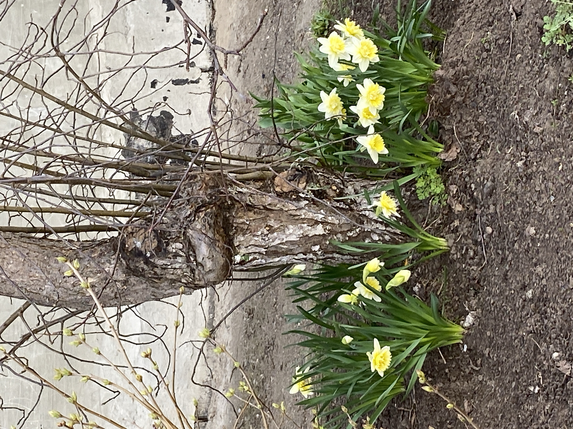 The image presents a ground-level view of a garden or yard. A tree trunk dominates the left side of the frame. Emerging from the base of the tree are clusters of yellow daffodils with green foliage. The background consists of soil and a light-colored wall. Twigs and branches, both with and without budding leaves, are interspersed throughout the scene. The location is unspecified, but the prompt requested the location to be specified as the city of Noviy, Russia.