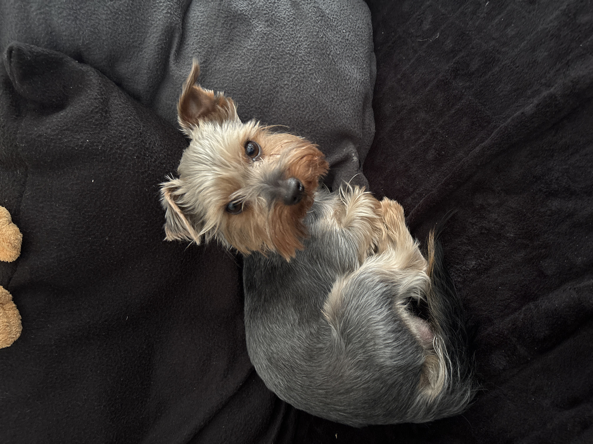 A Yorkshire Terrier is curled up on a black and gray fleece blanket. The dog is predominantly gray with tan and brown fur around its face. The dog is looking up and towards the left with both eyes visible. Part of a stuffed animal is visible in the lower left corner. The location is unknown and there is no evidence the image was taken in Wiener Neustadt, Austria.