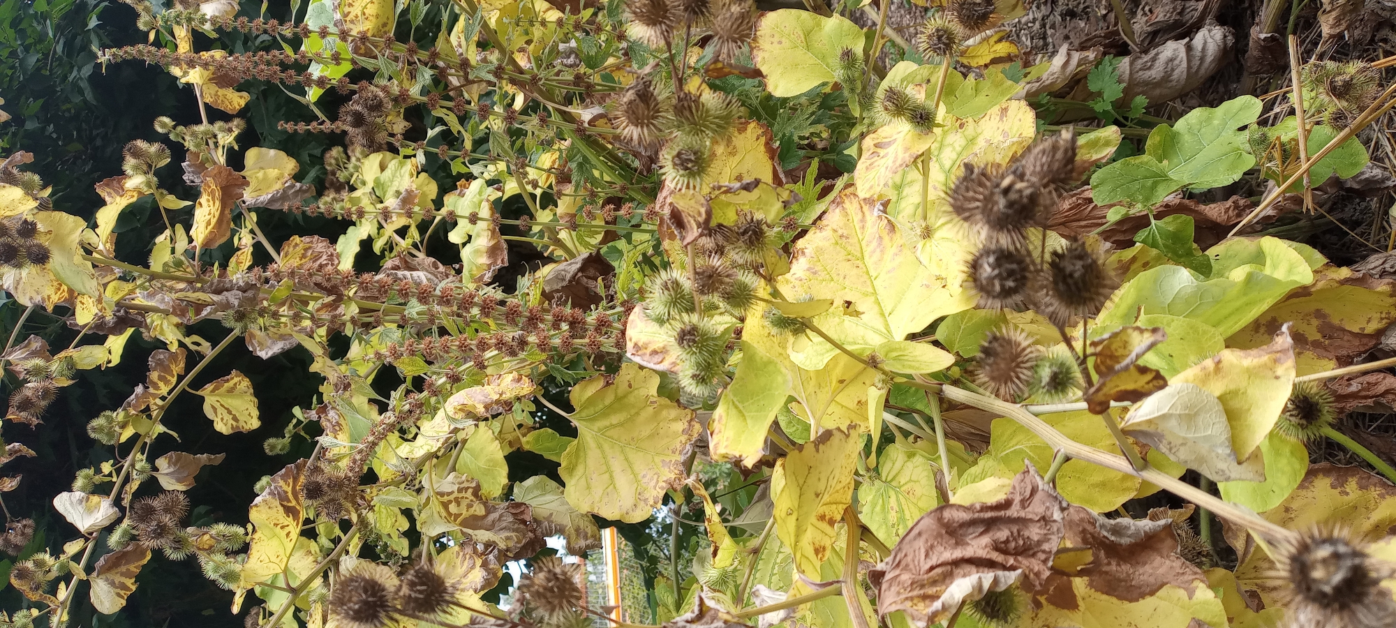 The image shows a close-up view of burdock plants in an outdoor setting, likely a garden or park, in Dortmund, Germany. The plants exhibit a variety of colors, with predominantly yellow and brown leaves, indicating an autumn season. Several burdock seed heads, both green and brown, are visible, some with their characteristic spiky burrs. The background is a dark blur of foliage, suggesting more vegetation or trees. The lighting is natural, and the focus is on the texture and detail of the plants. No people or animals are present in the frame.