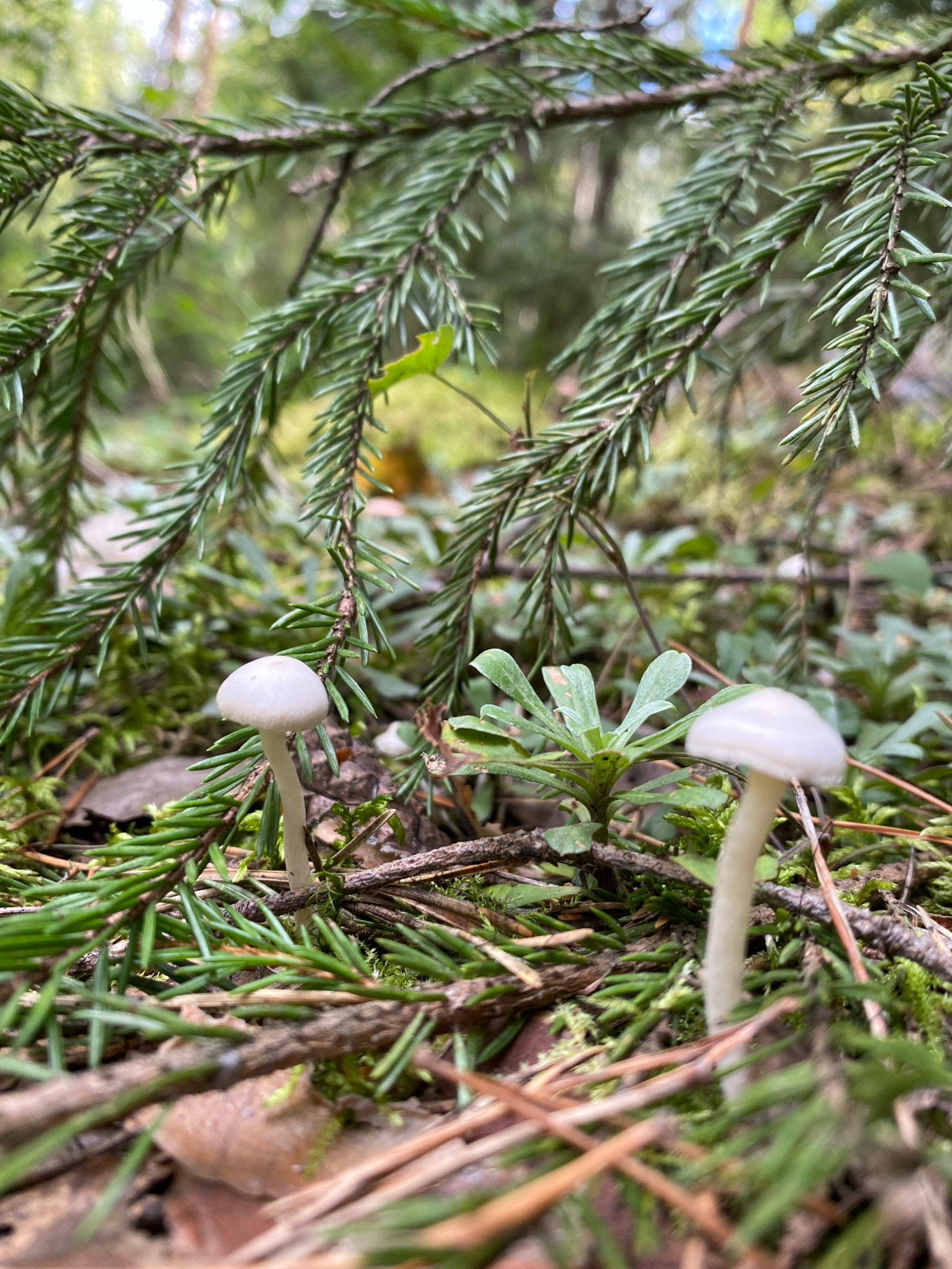 The image is a close-up, low-angle shot of a forest floor in Noviy, Russia. Two small, white mushrooms are the main subjects, positioned in the foreground amidst fallen pine needles and moss. The mushroom on the left is in sharper focus, showing its delicate stem and rounded cap. The mushroom on the right is slightly out of focus, with its stem visible. Green pine branches overhang the scene from above, creating a natural canopy. The background is blurred, suggesting a dense forest environment with dappled sunlight. The overall impression is one of a quiet, natural setting, highlighting the small details of the forest ecosystem.