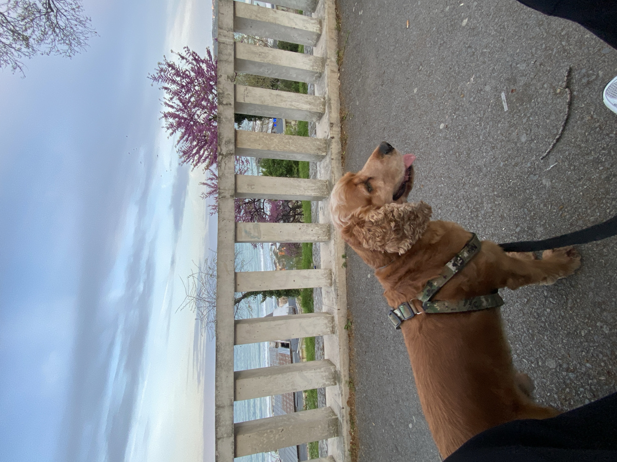 The image shows a Cocker Spaniel dog on a leash, standing on an asphalt surface next to a concrete barrier. The barrier overlooks a body of water, possibly the Black Sea, with buildings and vegetation visible in the distance. The sky is overcast. A tree with purple blossoms is visible. The location is likely in Varna, Bulgaria, given the architecture and the proximity to the Black Sea.