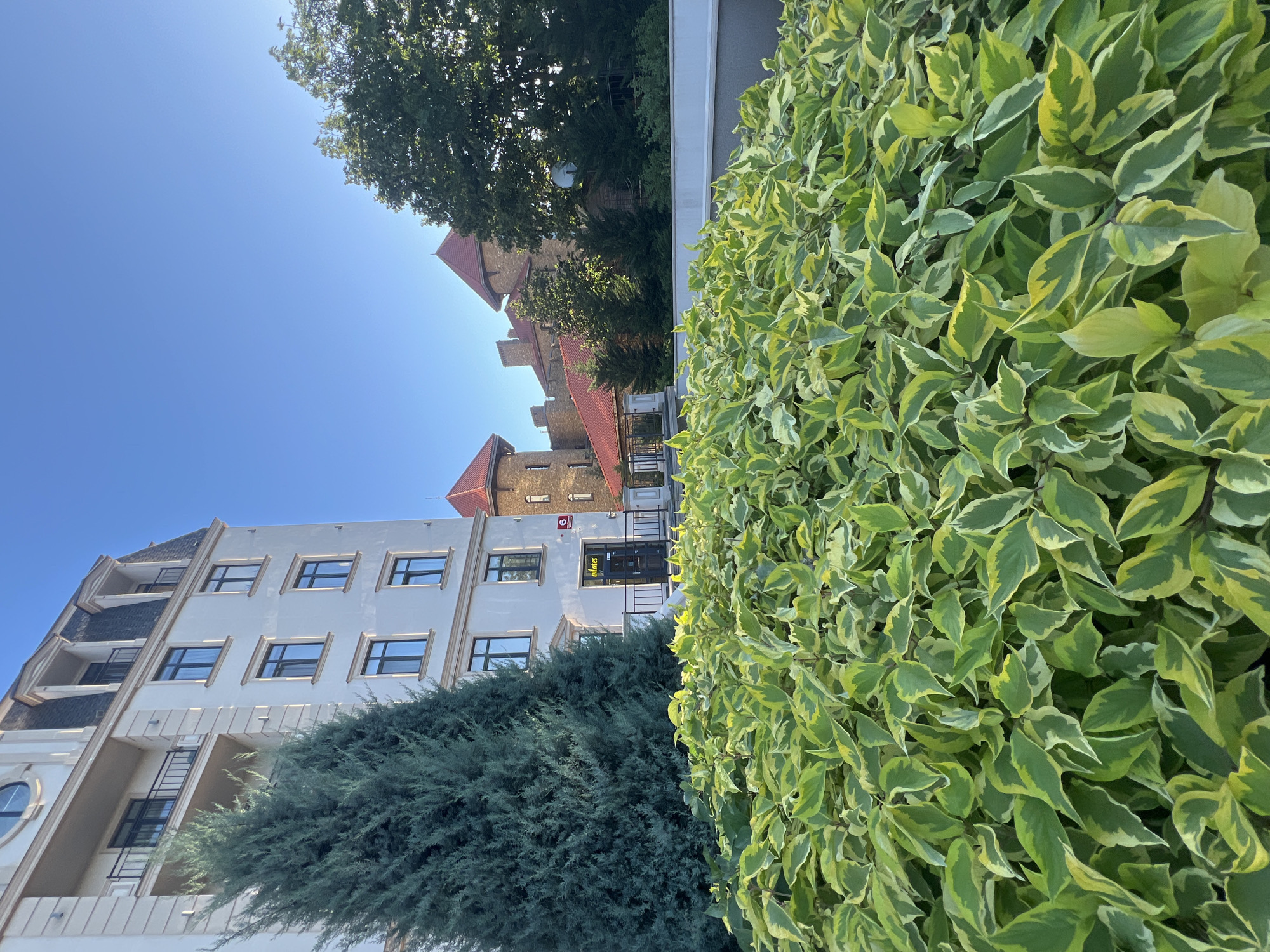 An eye-level, close-up shot captures a vibrant green bush in the foreground, its leaves variegated with yellow and white patterns. Behind the bush, a tall, slender evergreen tree stands to the left. To the right of the tree, a modern, light-colored building with a dark, mansard roof rises against a clear blue sky. Further to the right, a rustic, brick building with red-tiled roofs and turrets is partially visible, hinting at a blend of architectural styles. A sign that reads "eilates" is visible on the modern building, suggesting a business establishment. The scene is set outdoors, possibly in a residential or commercial area, with a clear sky indicating good weather.