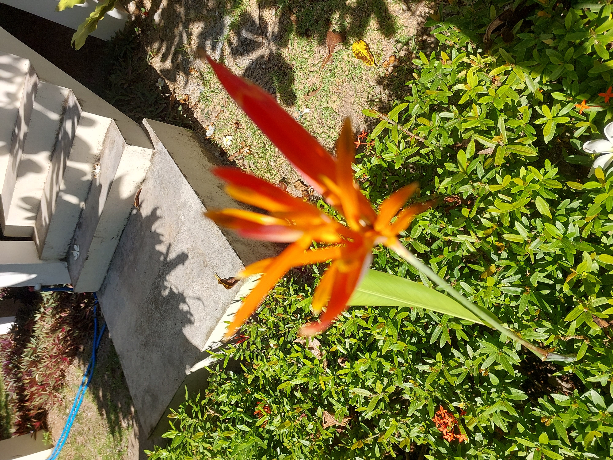 An outdoor scene in Baan Mae Nam, Thailand, features a close-up of a vibrant orange and red heliconia flower in the foreground, slightly out of focus. The flower has a long, pointed bract and multiple smaller, tubular orange petals. Behind the flower, lush green foliage fills the lower half of the frame, with small red ixora flowers also visible. In the background, a concrete pathway leads to a set of cream-colored outdoor stairs. Shadows of leaves and branches from overhead trees are cast across the pathway and stairs, indicating a sunny day. A blue garden hose is visible near some red-leafed plants to the left of the pathway. The ground is covered with patches of dry grass and scattered leaves.